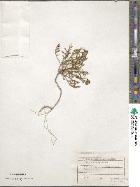 Image of Cakile euxina