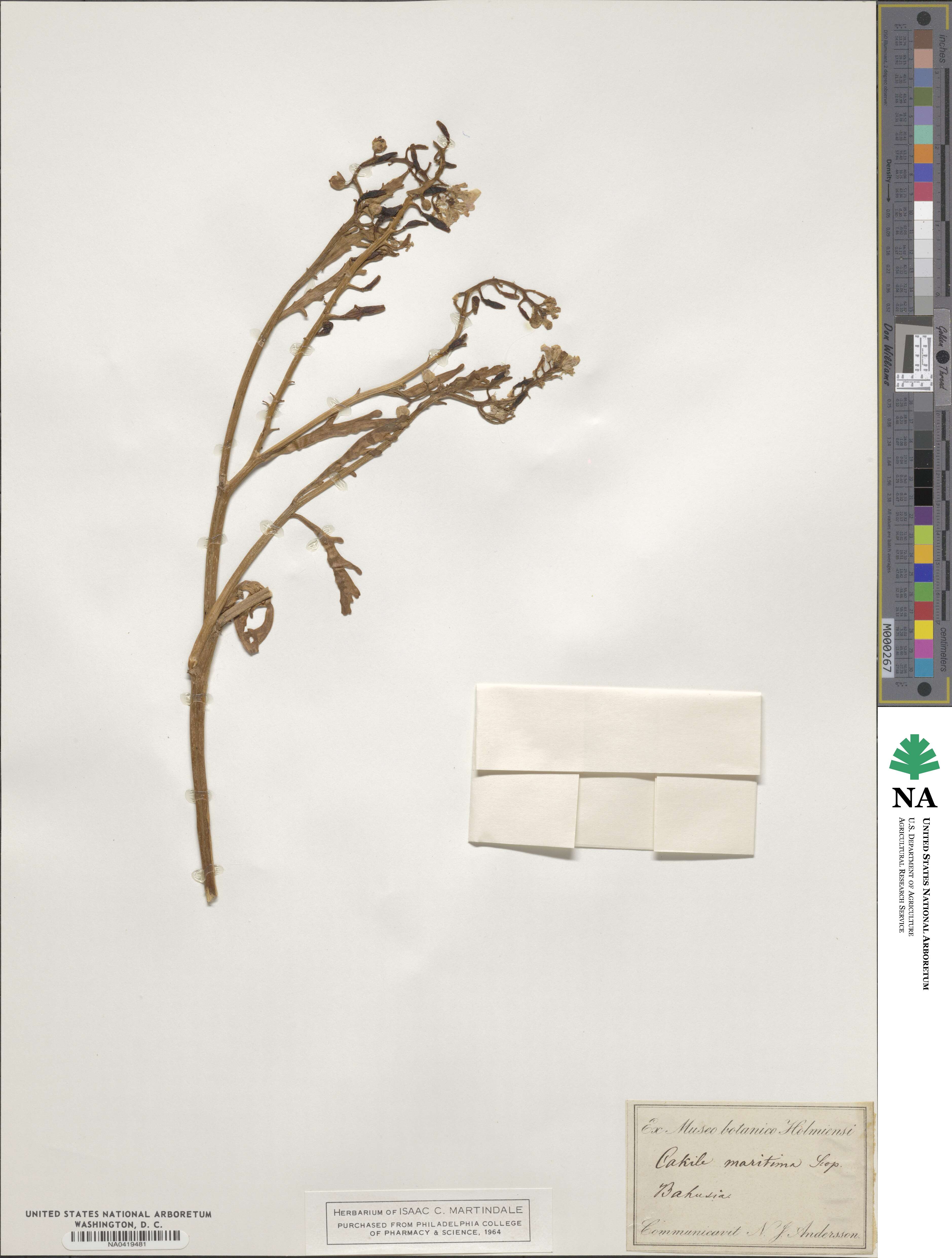 Cakile maritima image