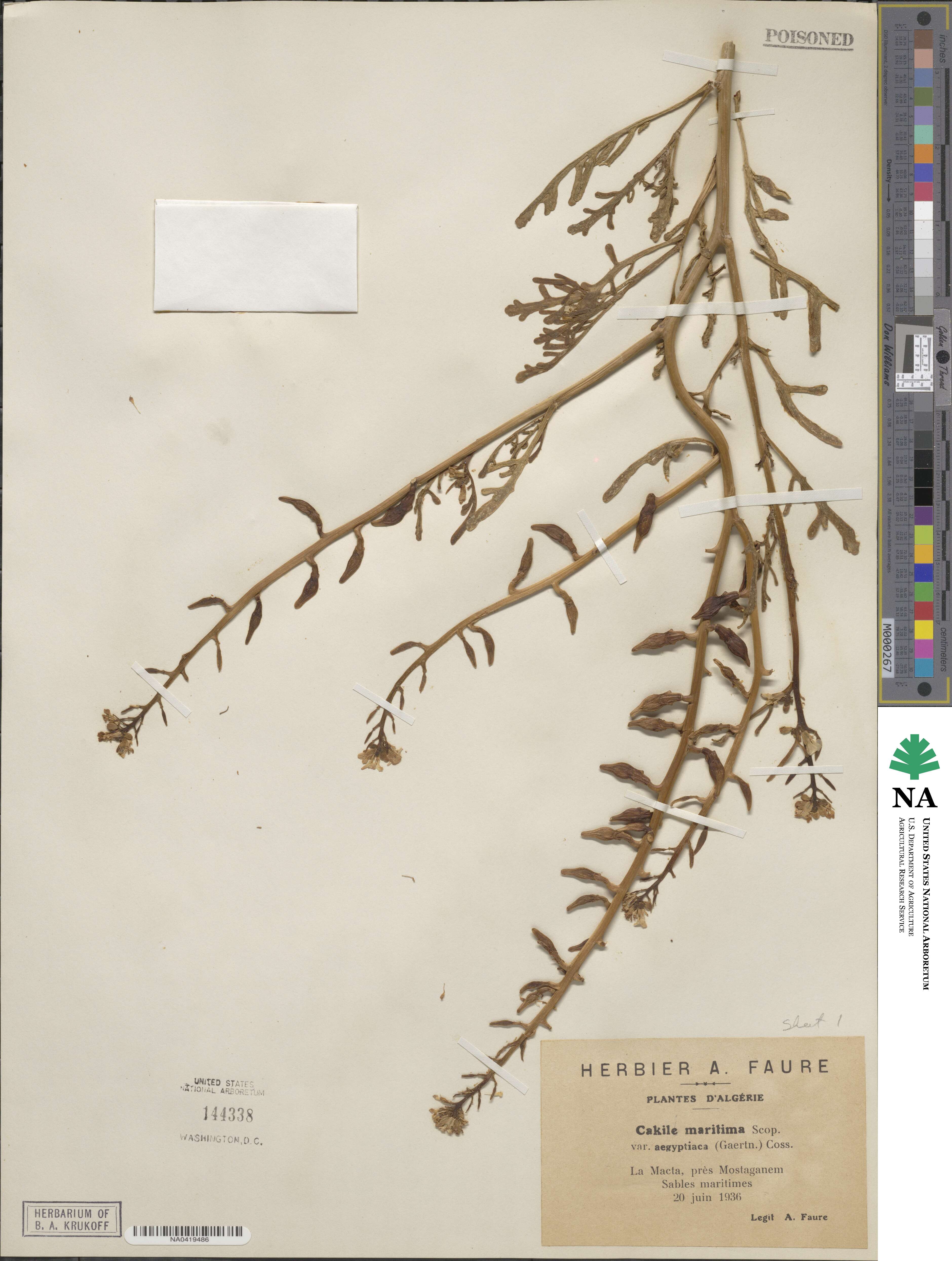 Cakile maritima var. aegyptica image
