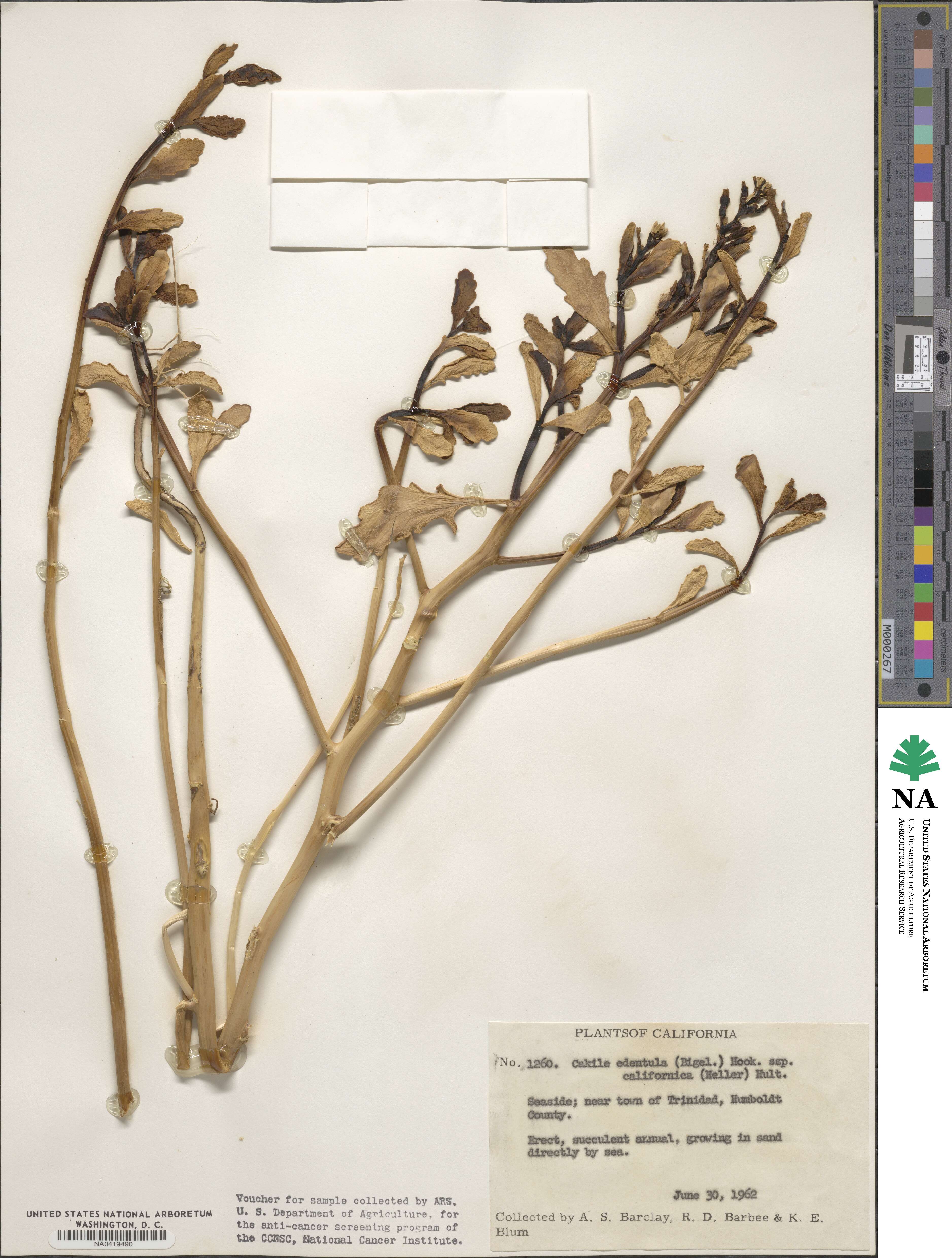 Cakile edentula subsp. californica image