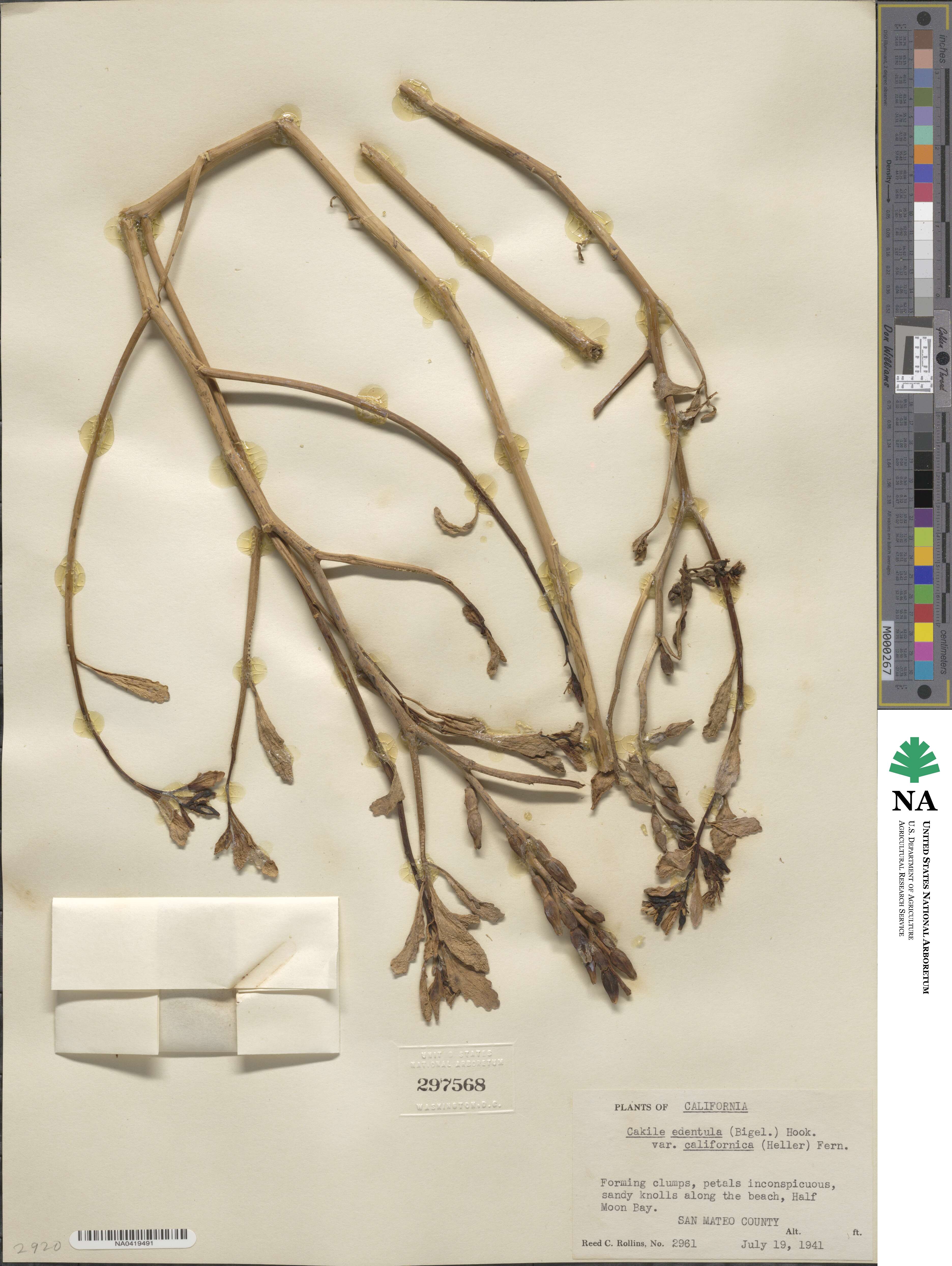 Cakile edentula subsp. californica image