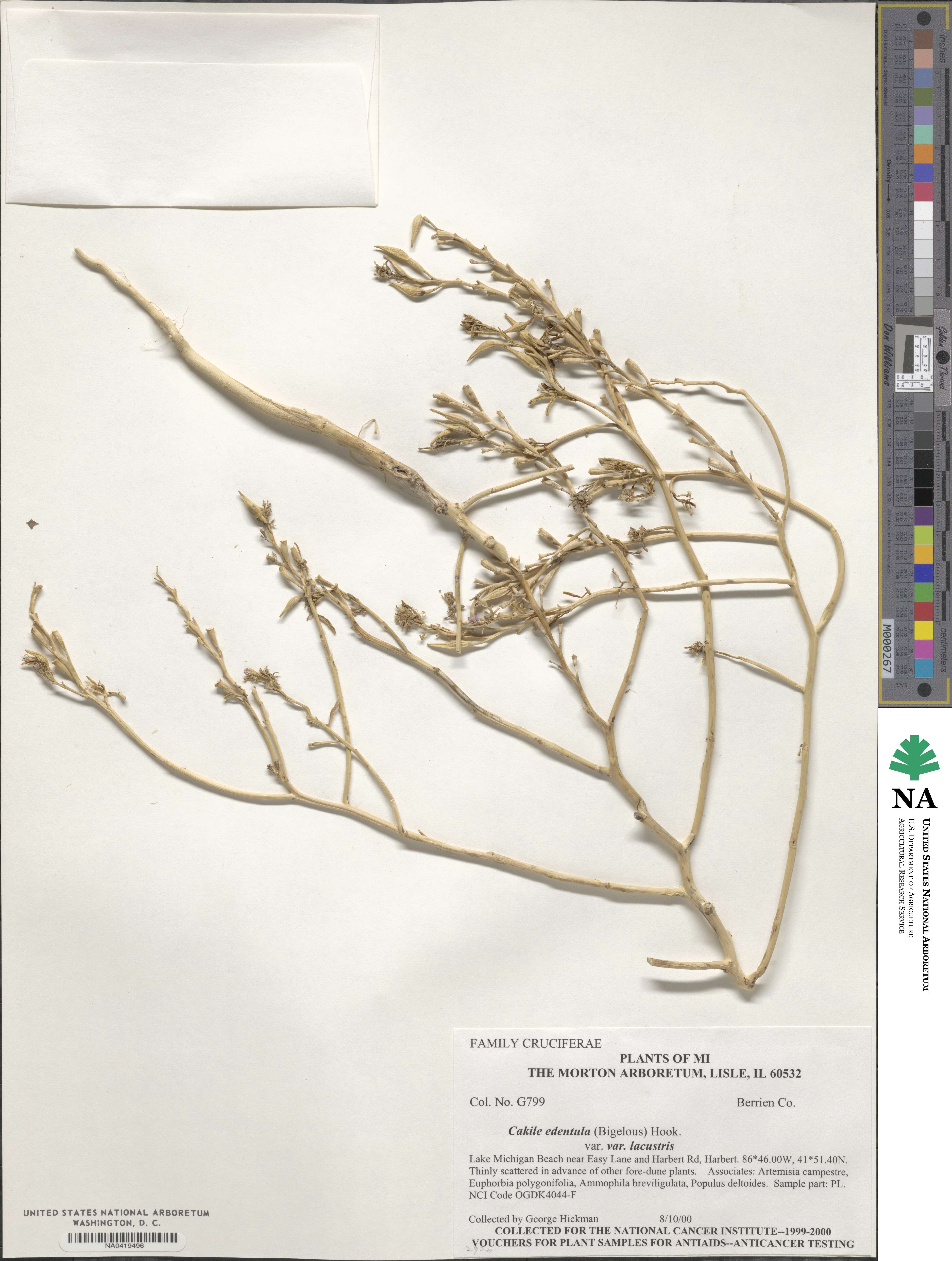 Cakile edentula subsp. lacustris image