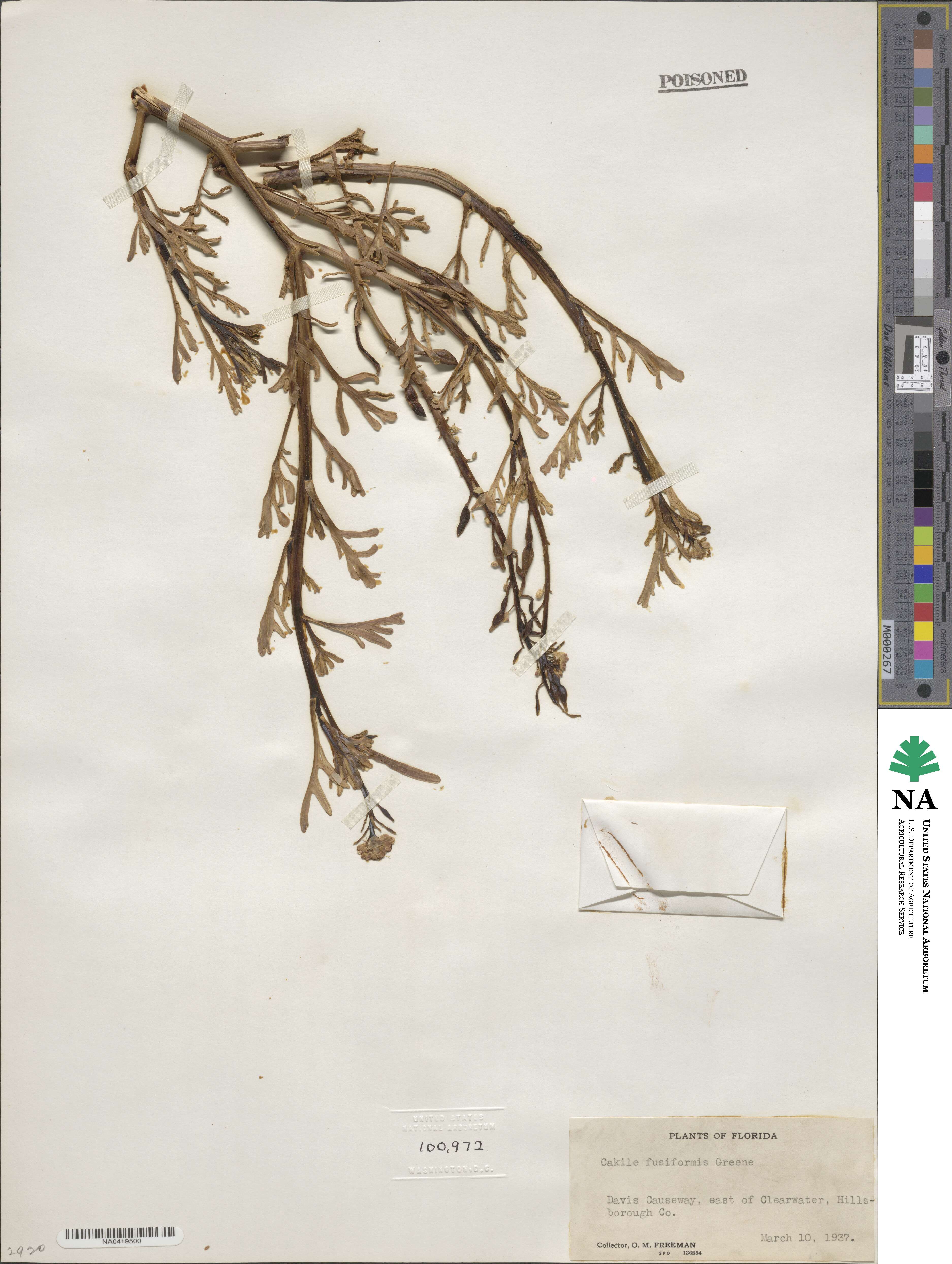 Cakile fusiformis image