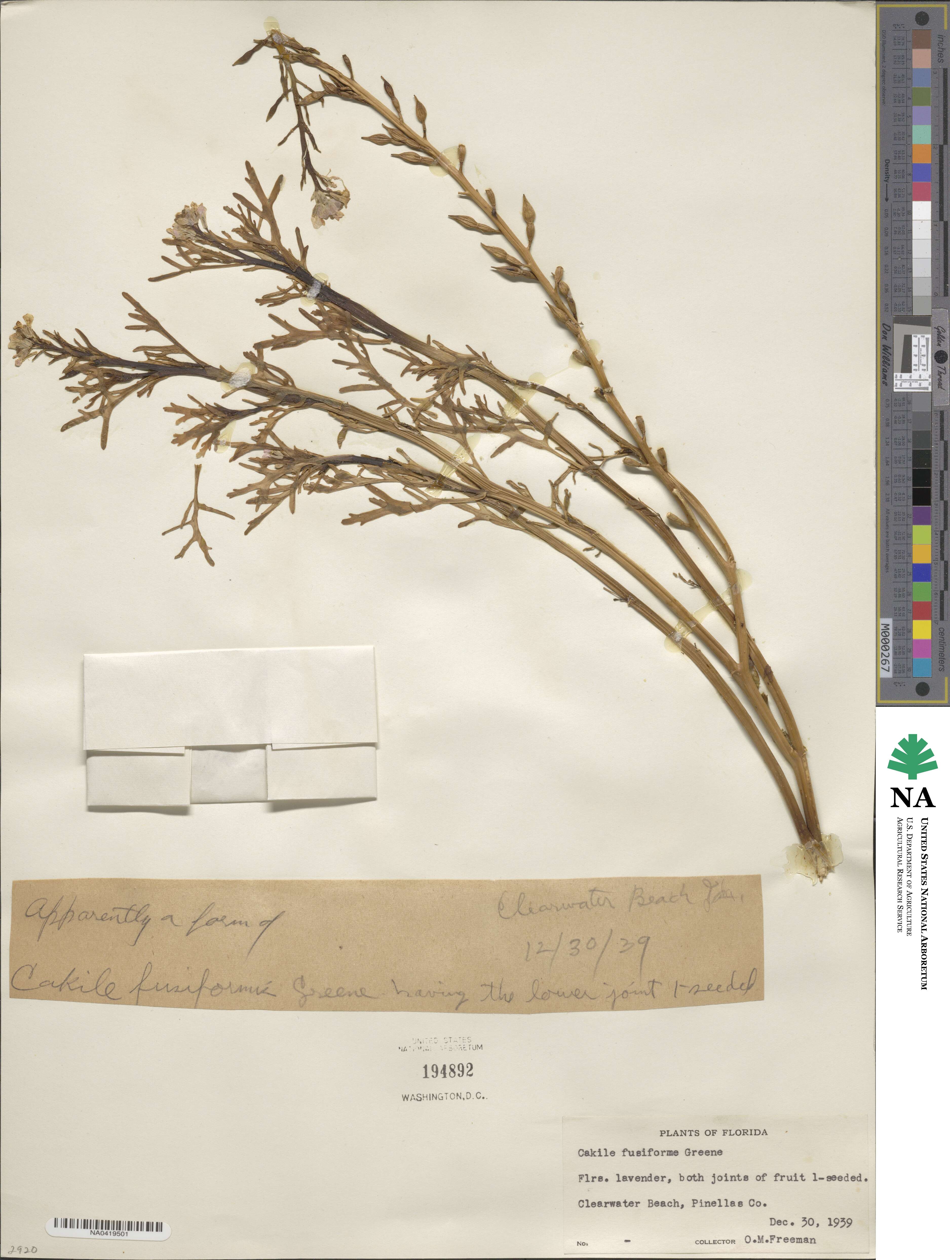 Cakile fusiformis image
