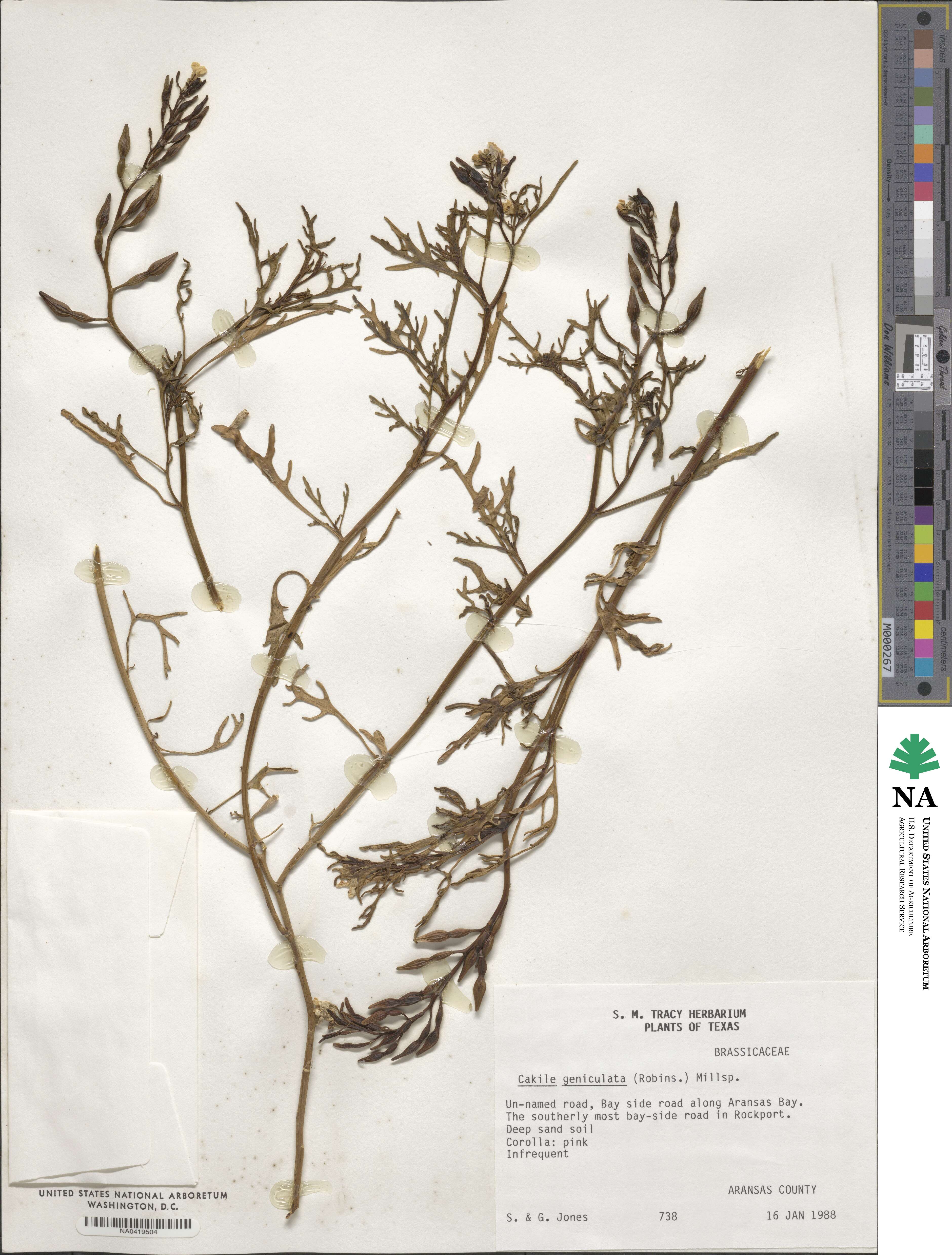 Cakile geniculata image