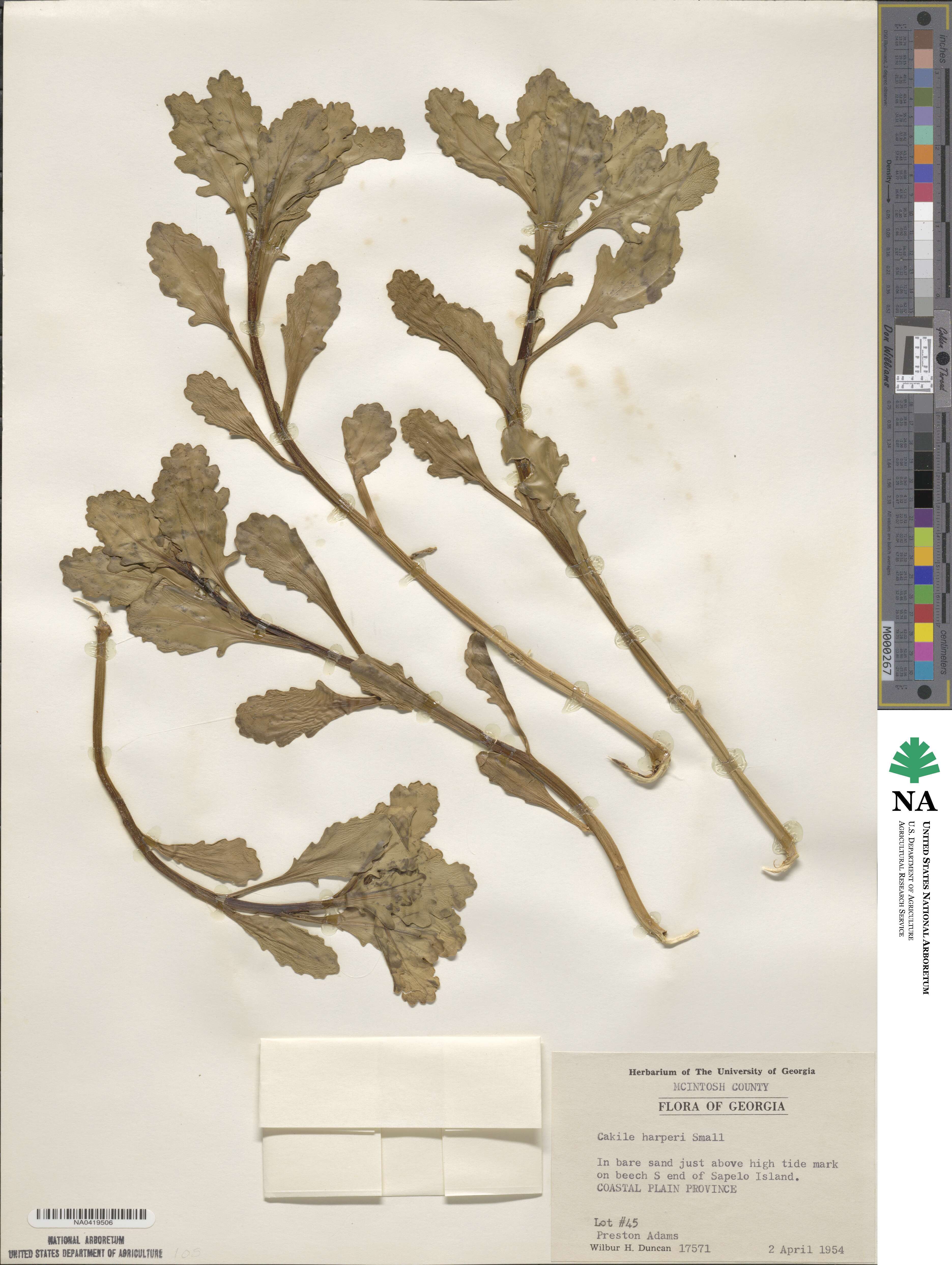 Cakile harperi image