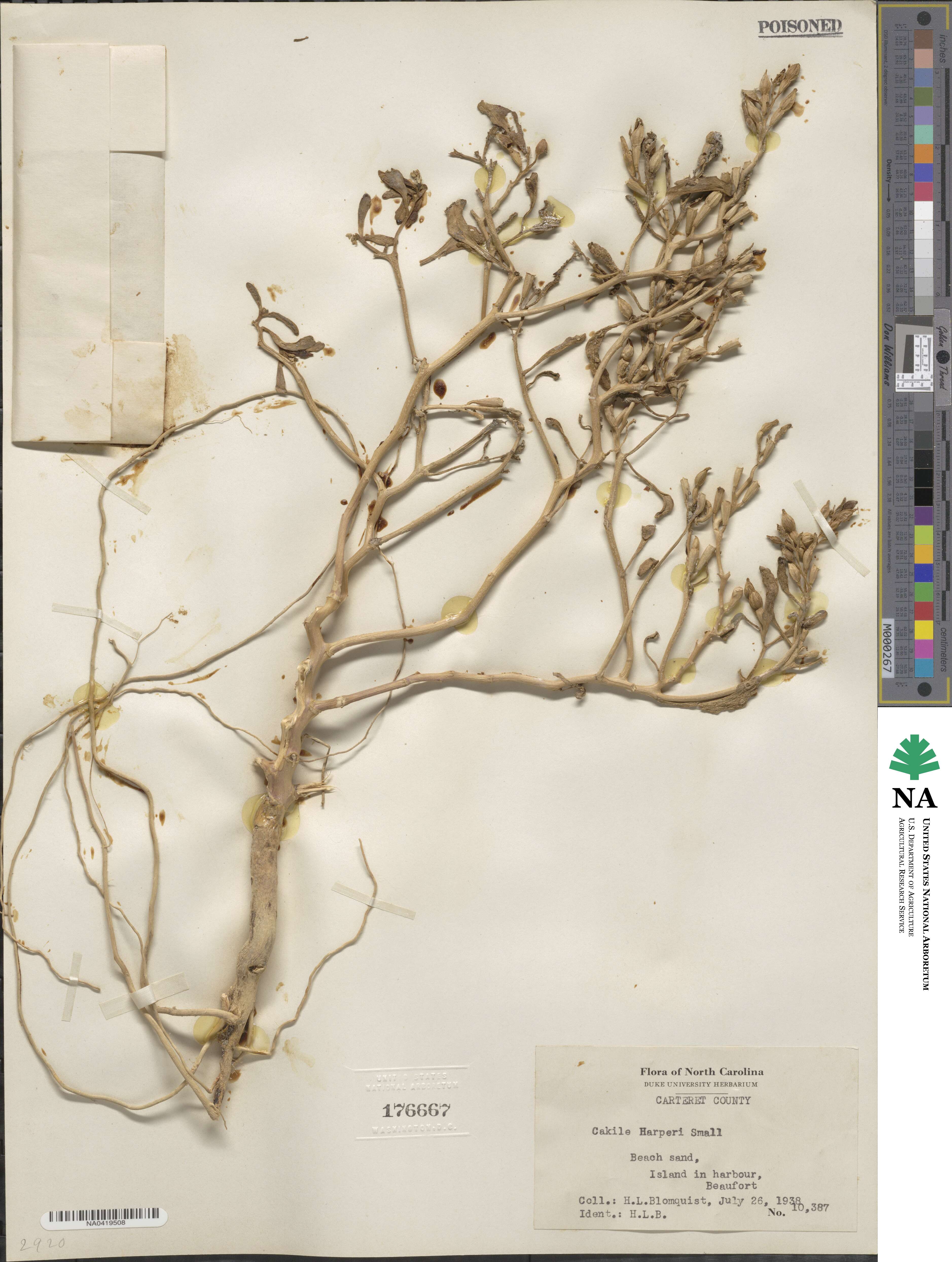 Cakile harperi image