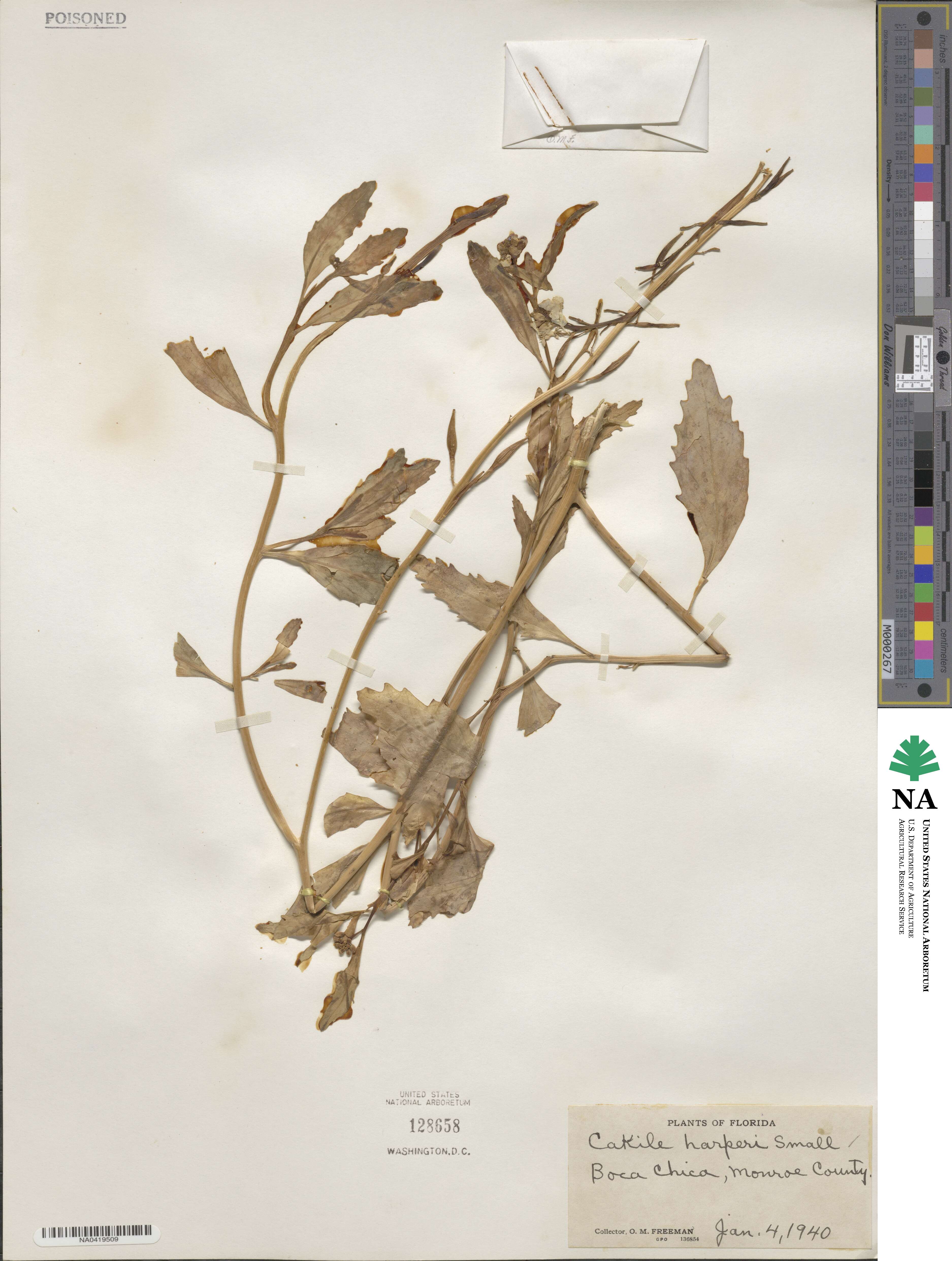 Cakile harperi image