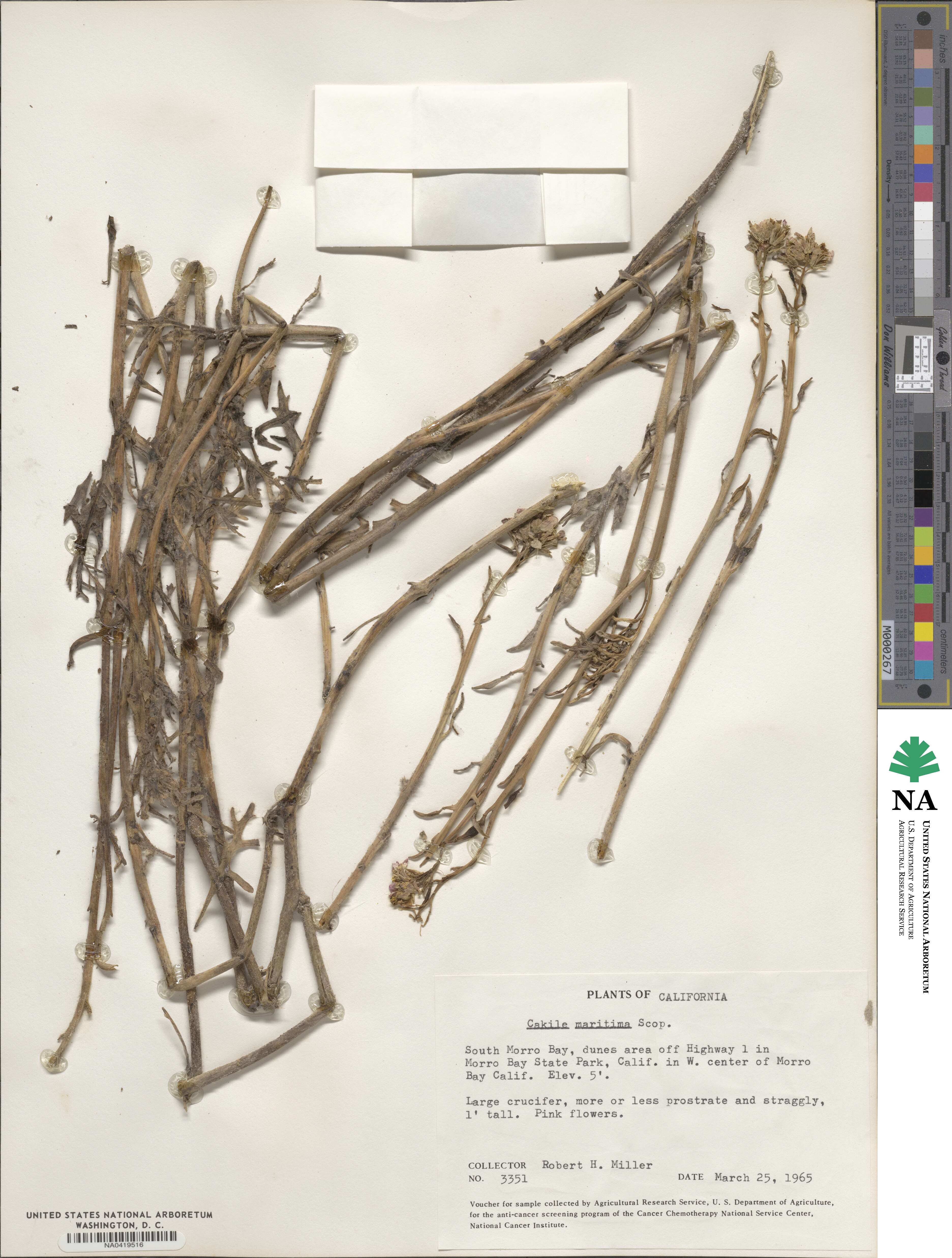 Cakile maritima image