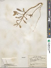Cakile edentula image