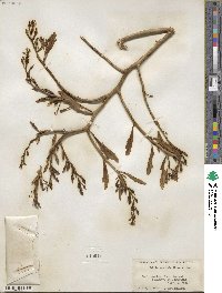 Cakile edentula image