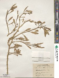 Cakile edentula image