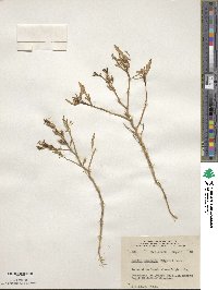 Cakile edentula image