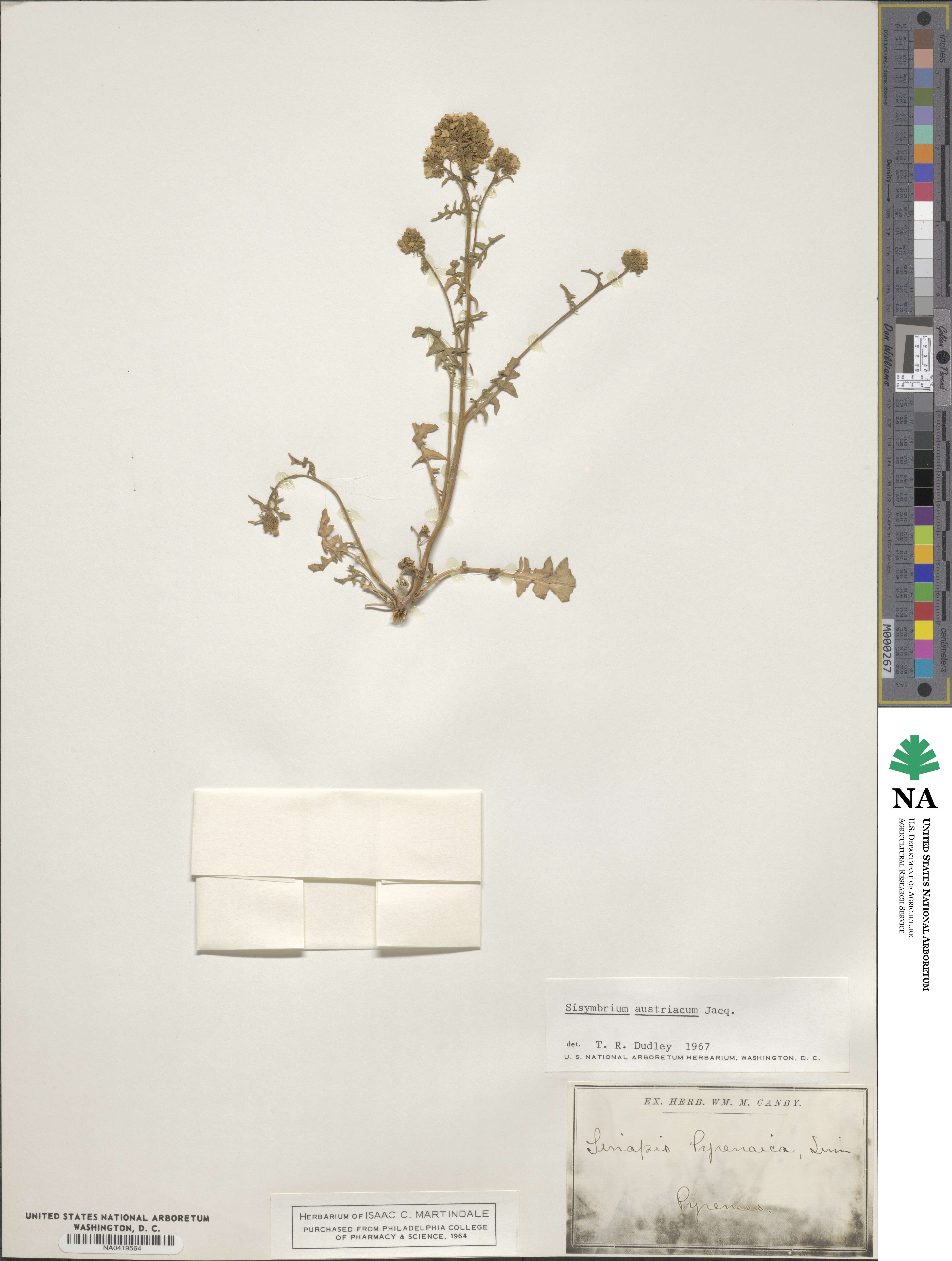 Sisymbrium austriacum image