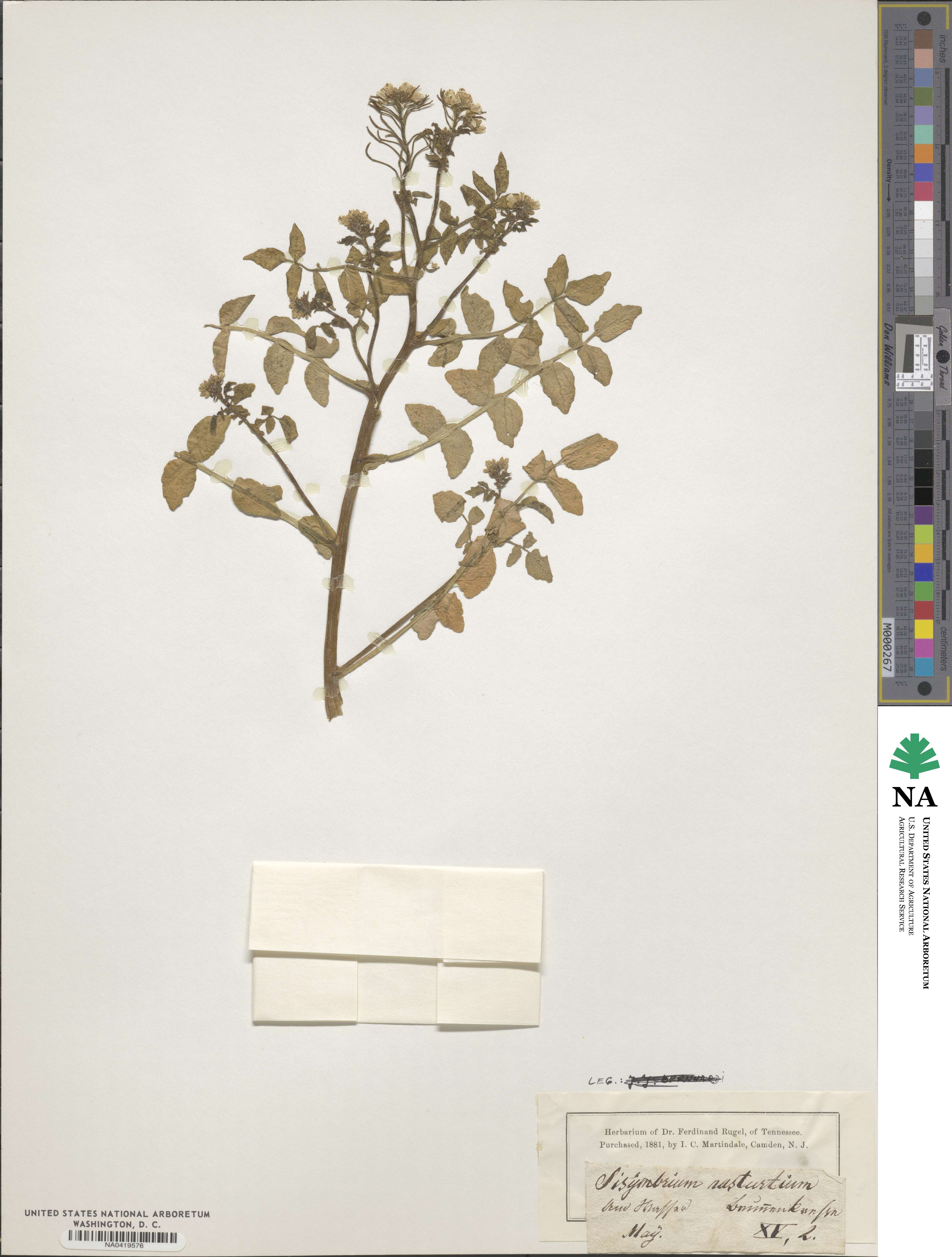 Sisymbrium nasturtium image