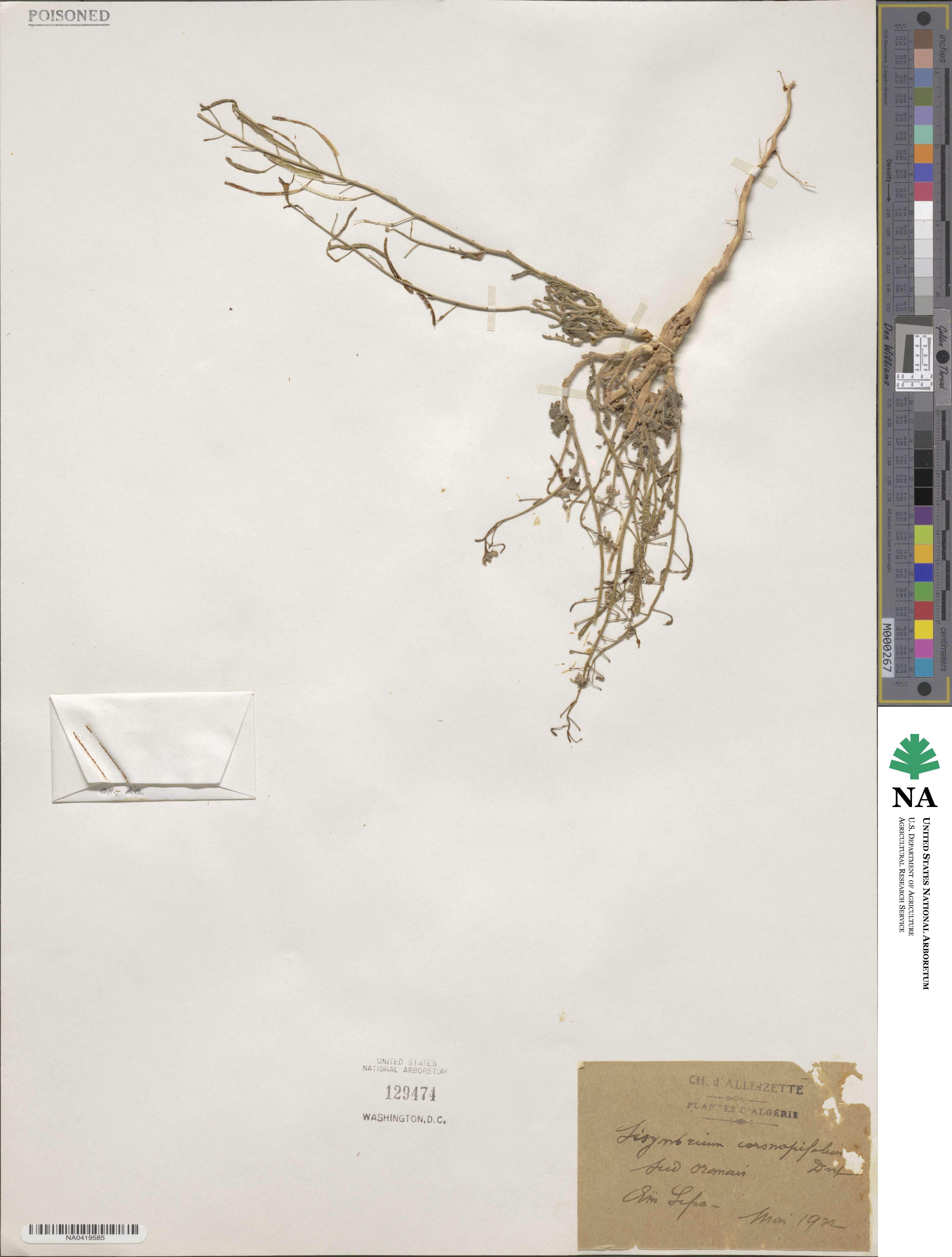 Nasturtiopsis coronopifolia image
