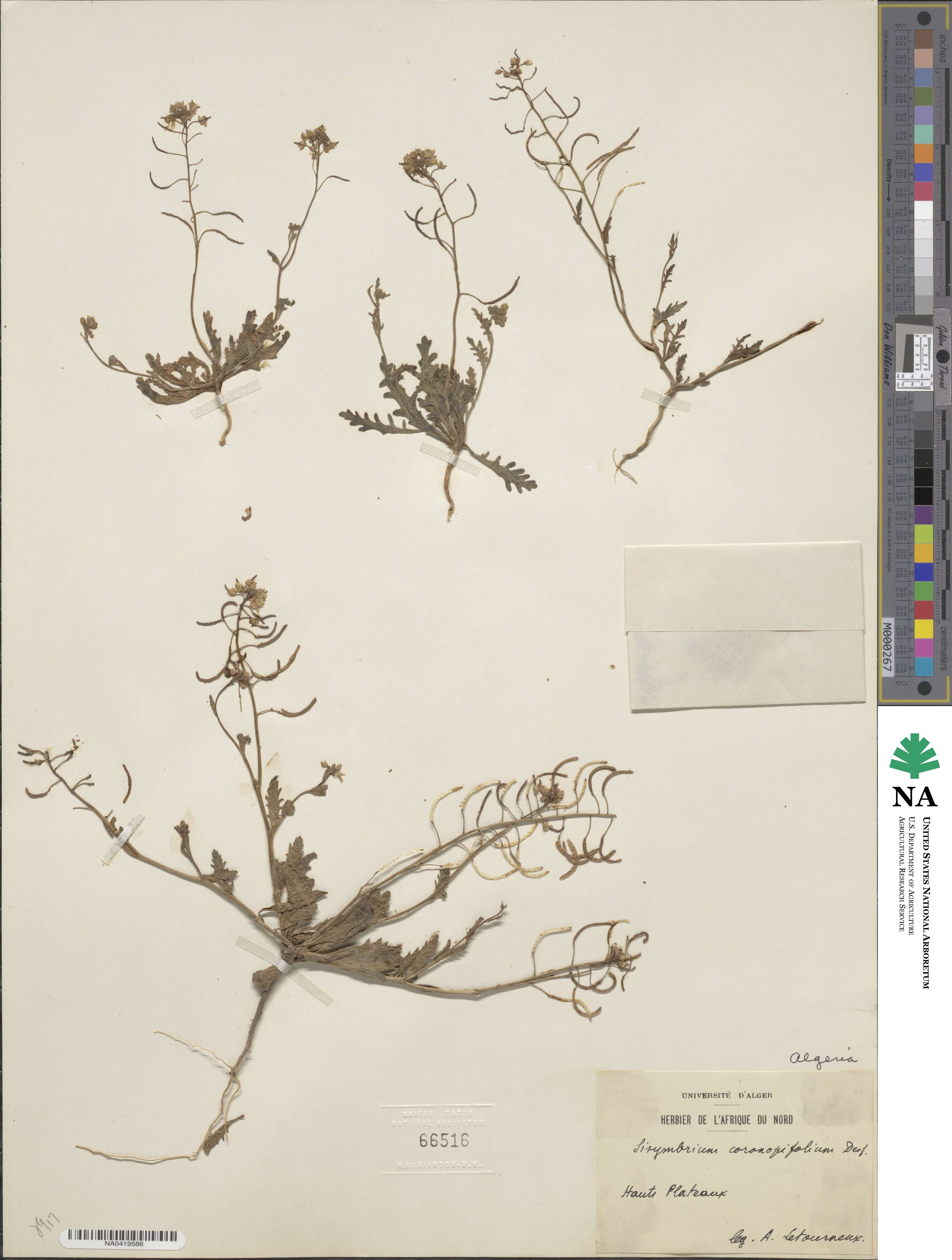 Nasturtiopsis coronopifolia image