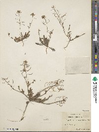 Nasturtiopsis coronopifolia image