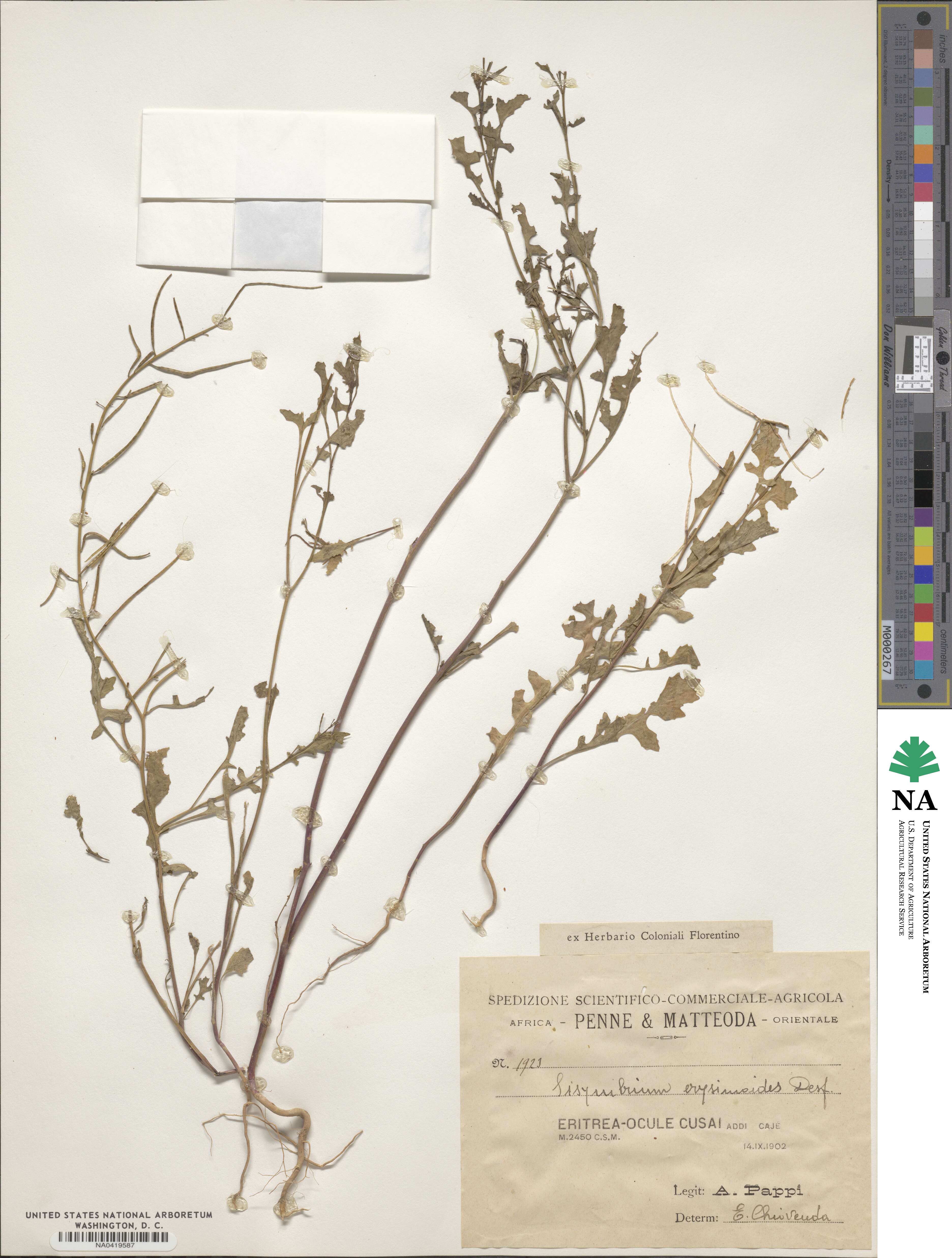 Sisymbrium erysimoides image