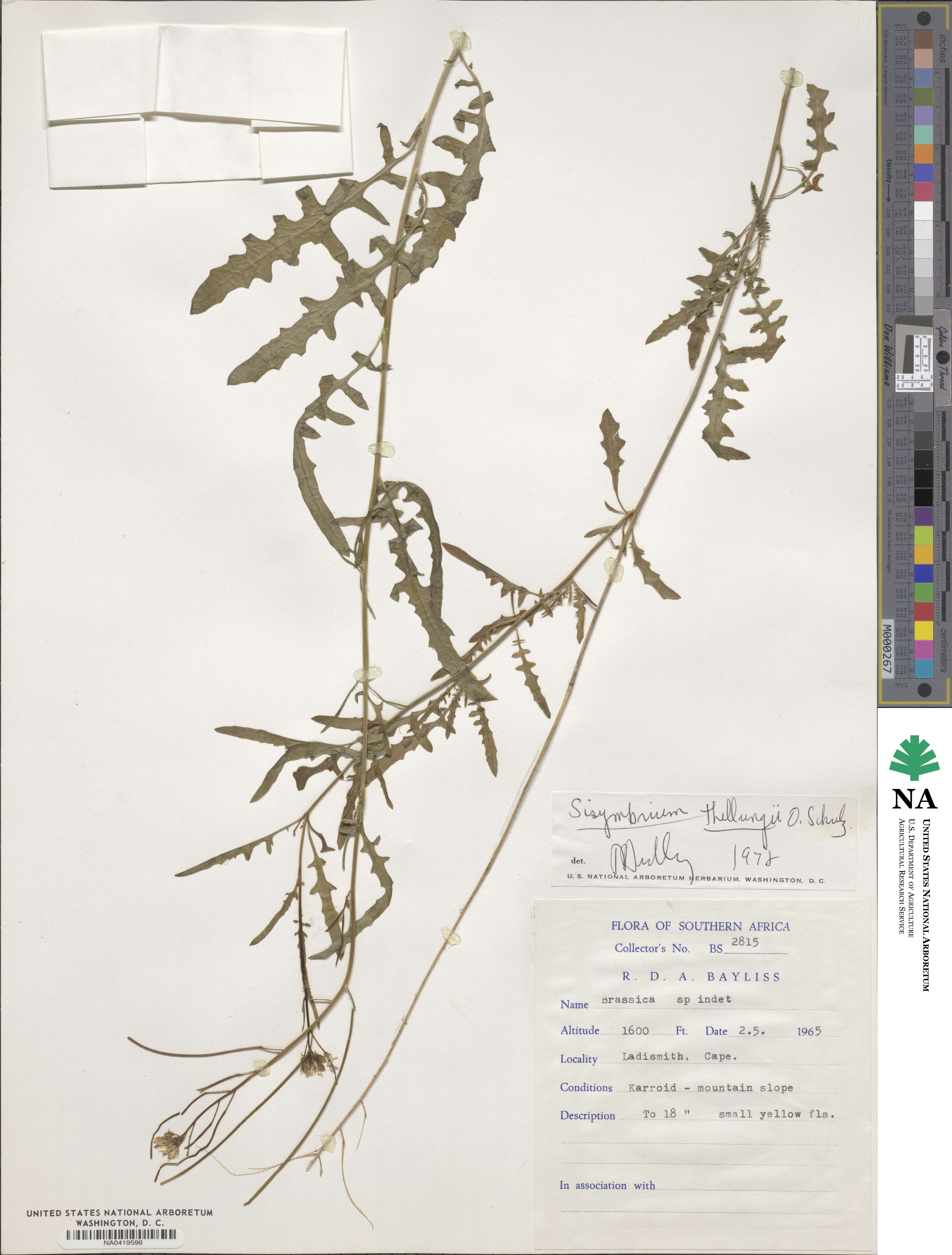 Erucastrum austroafricanum image