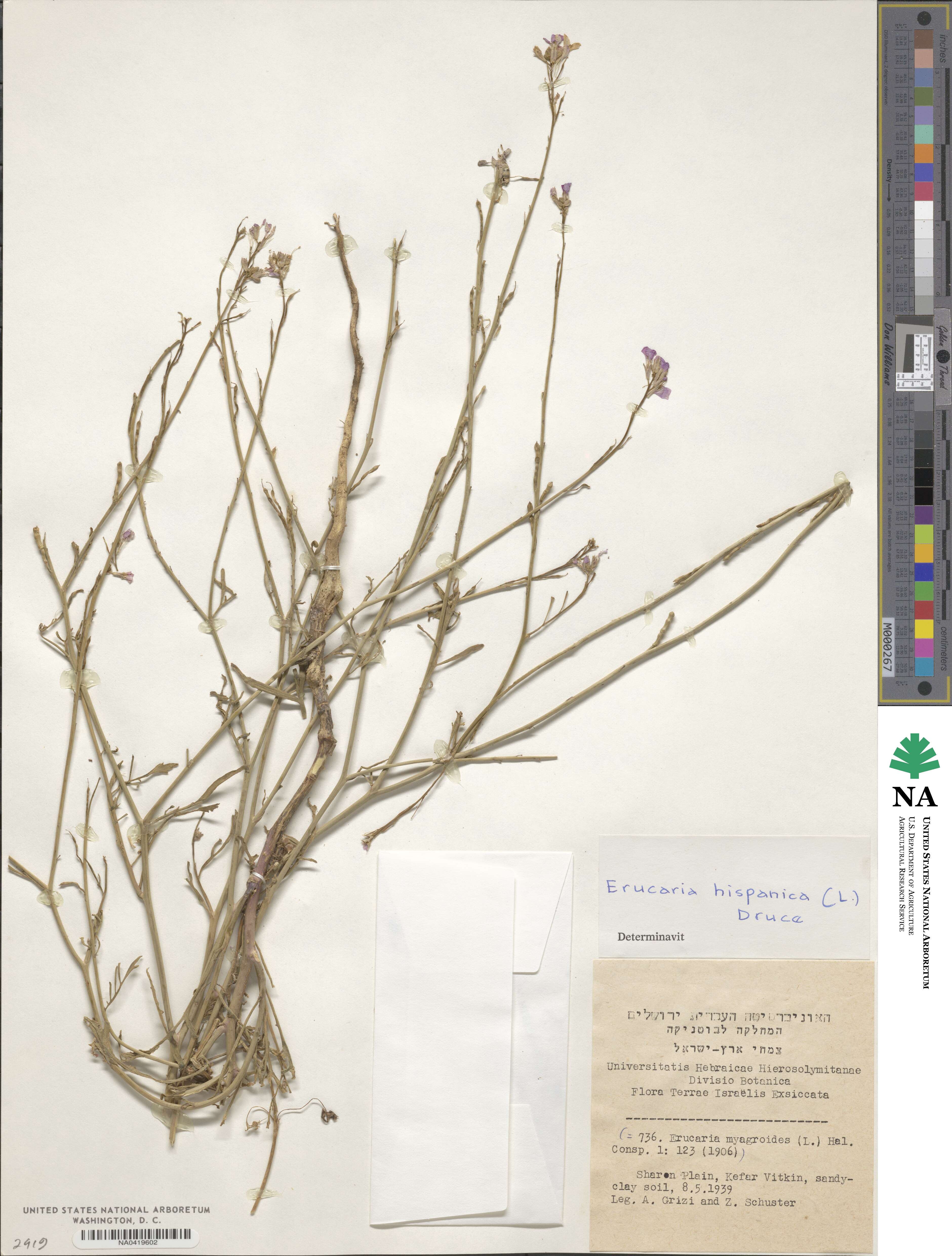 Erucaria hispanica image