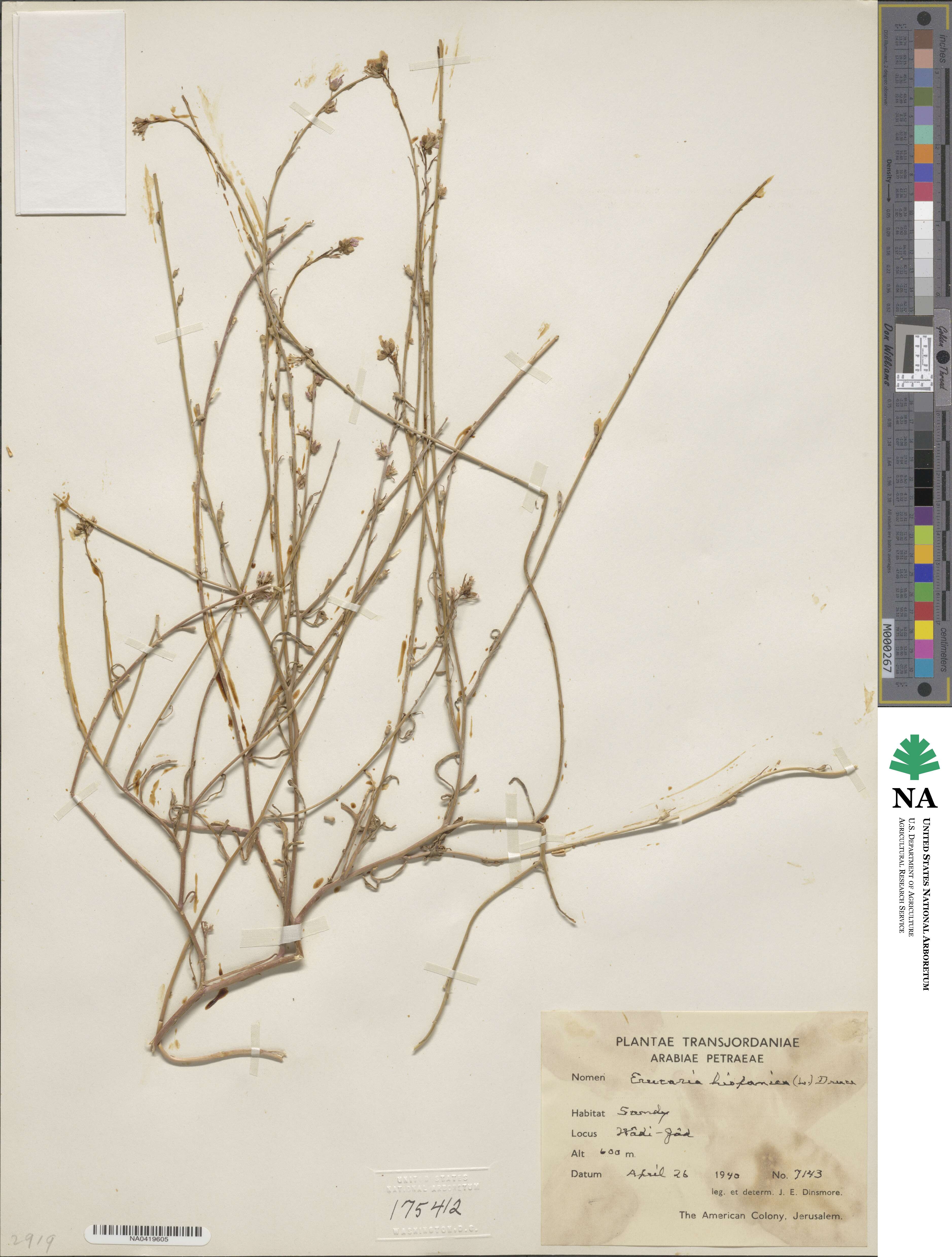 Erucaria hispanica image