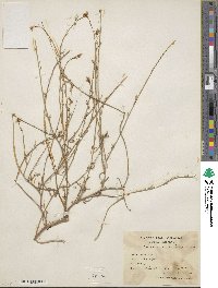 Erucaria hispanica image