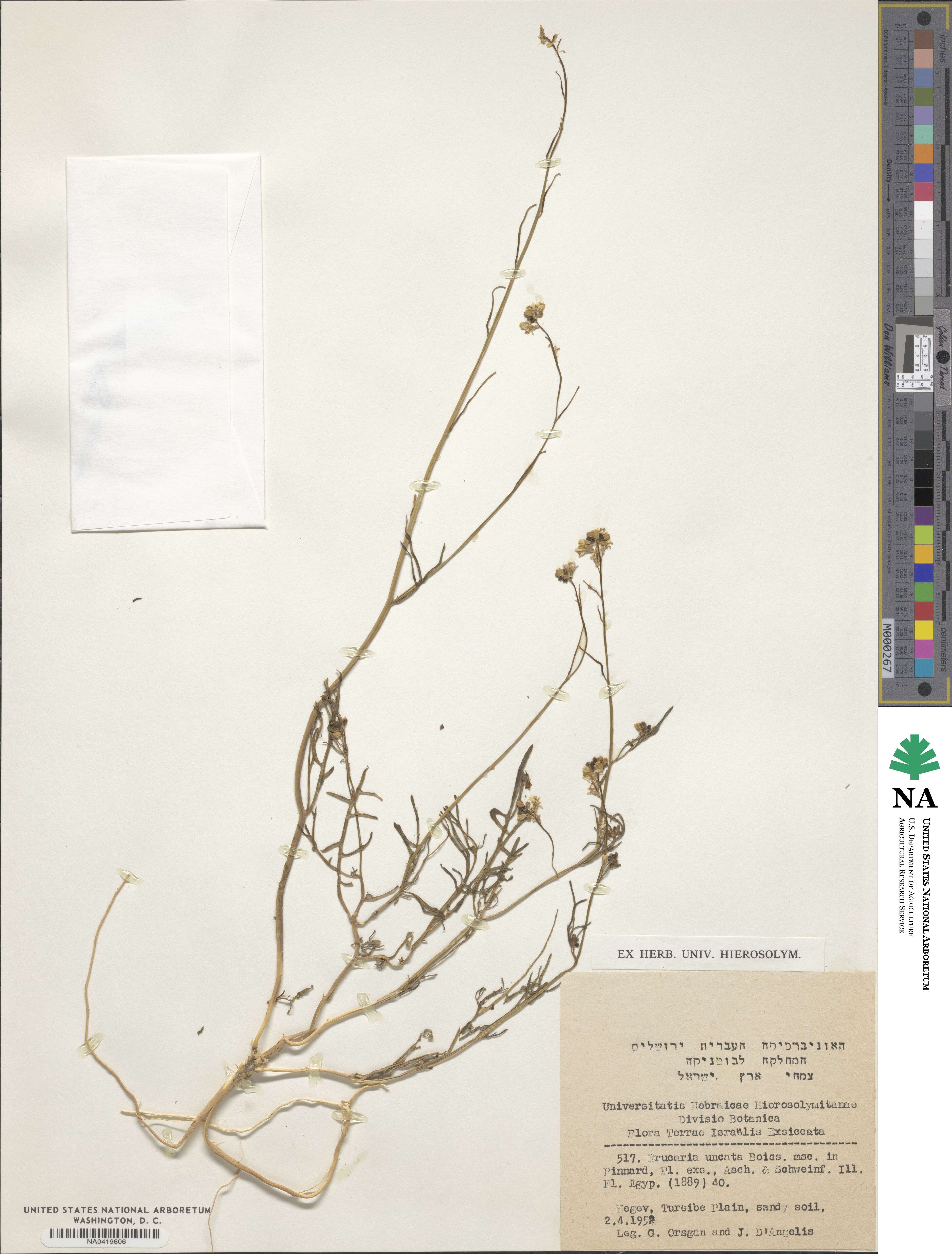 Erucaria uncata image