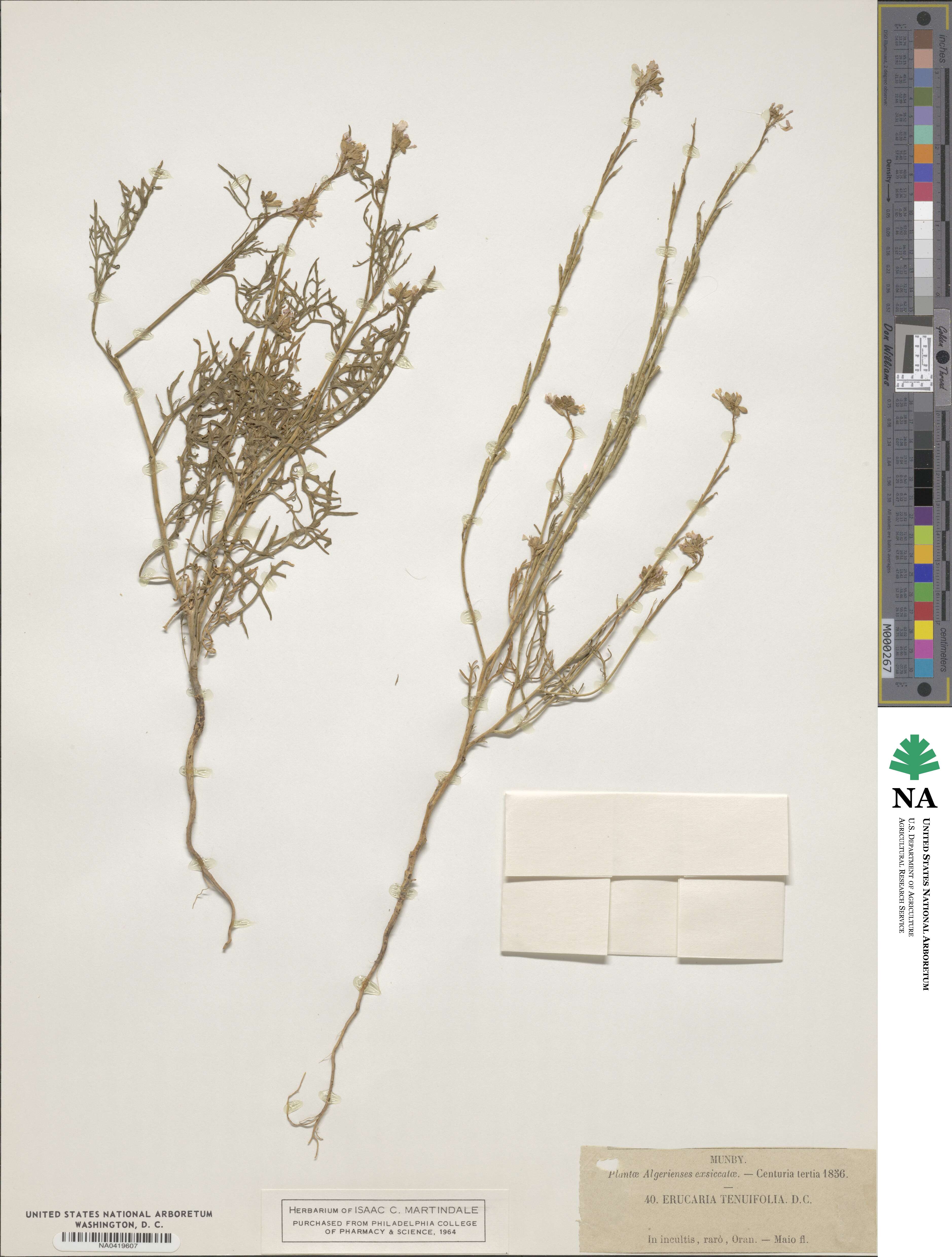 Erucaria image