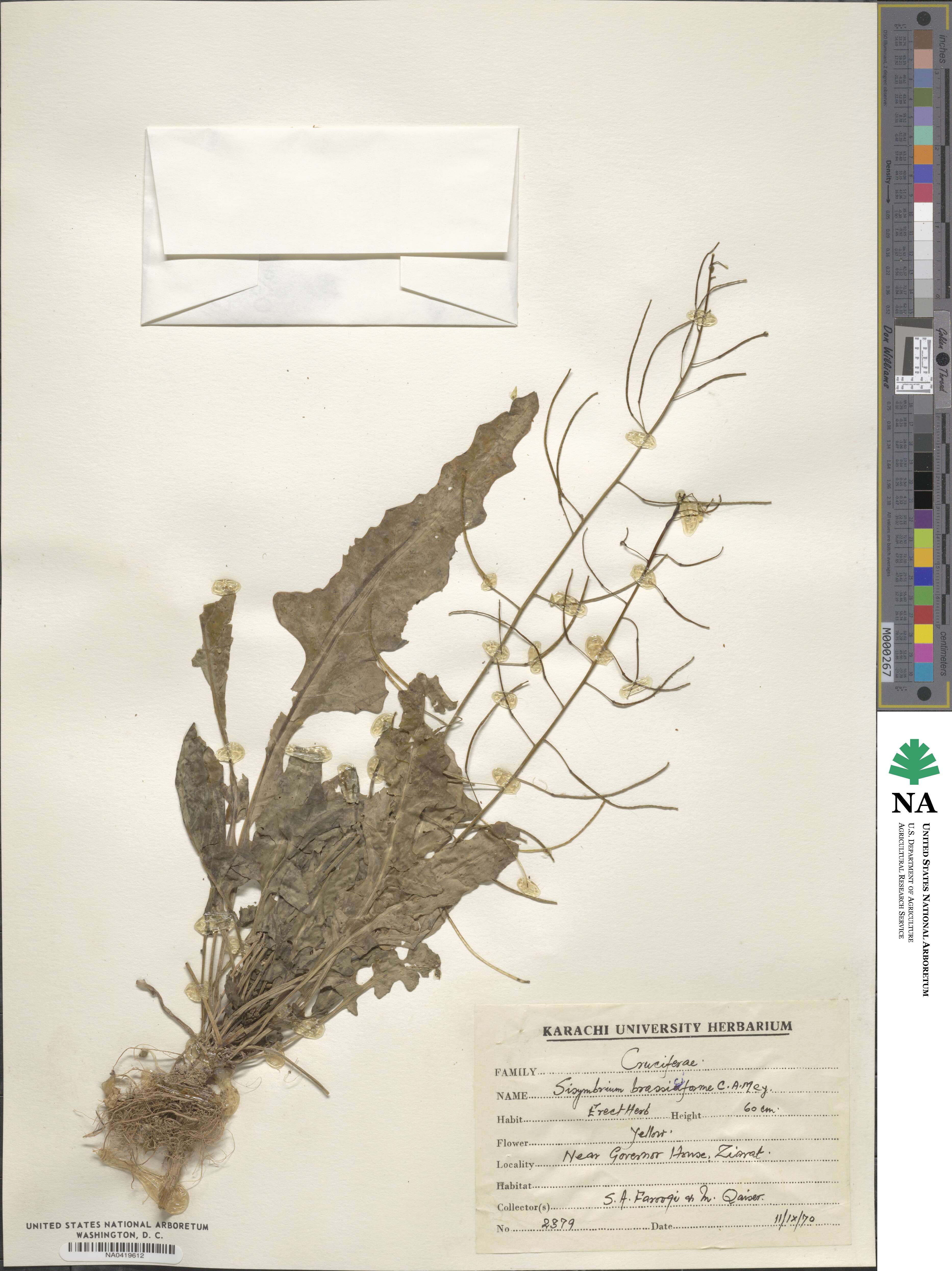 Sisymbrium brassiciforme image