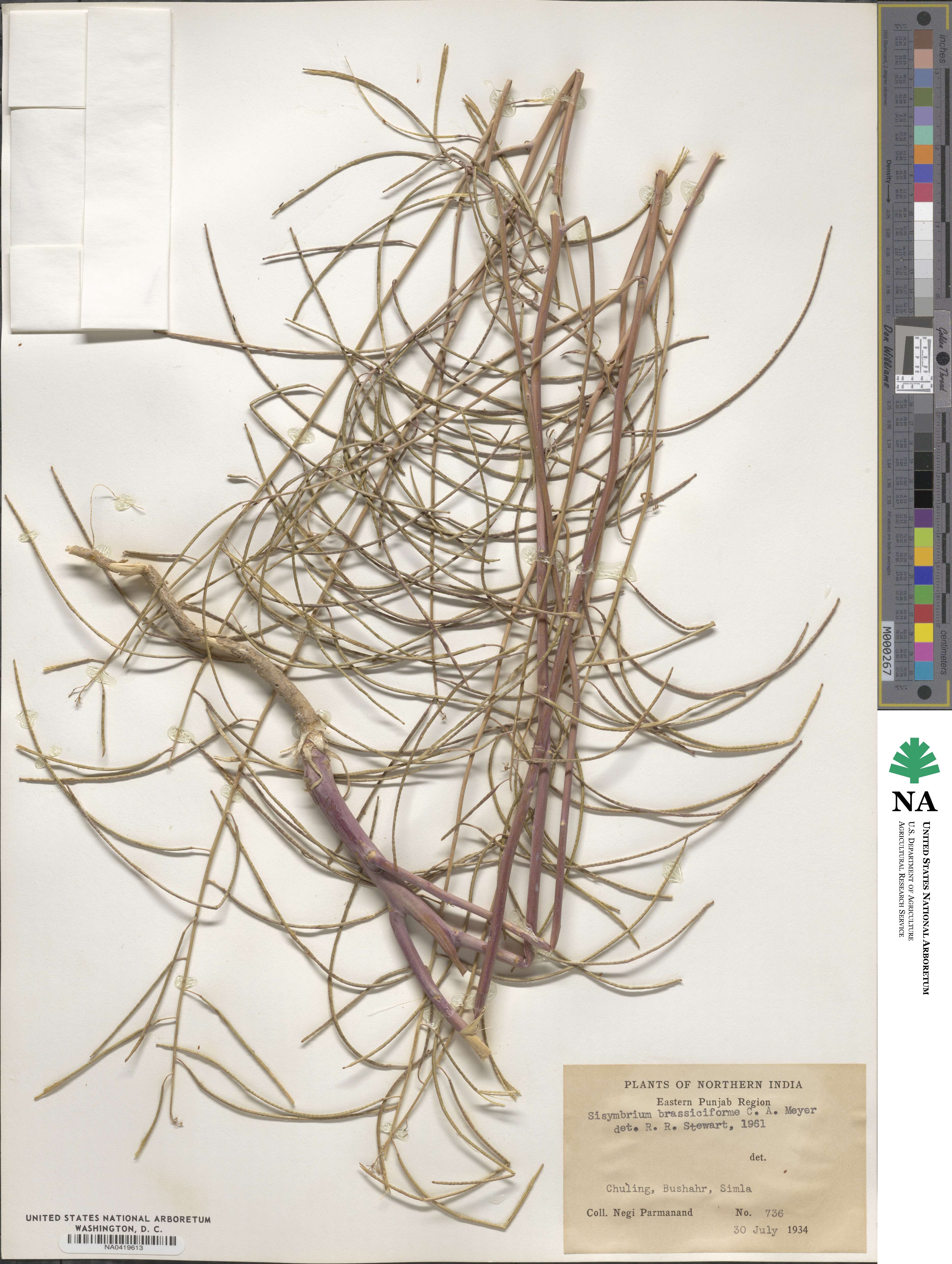 Sisymbrium brassiciforme image