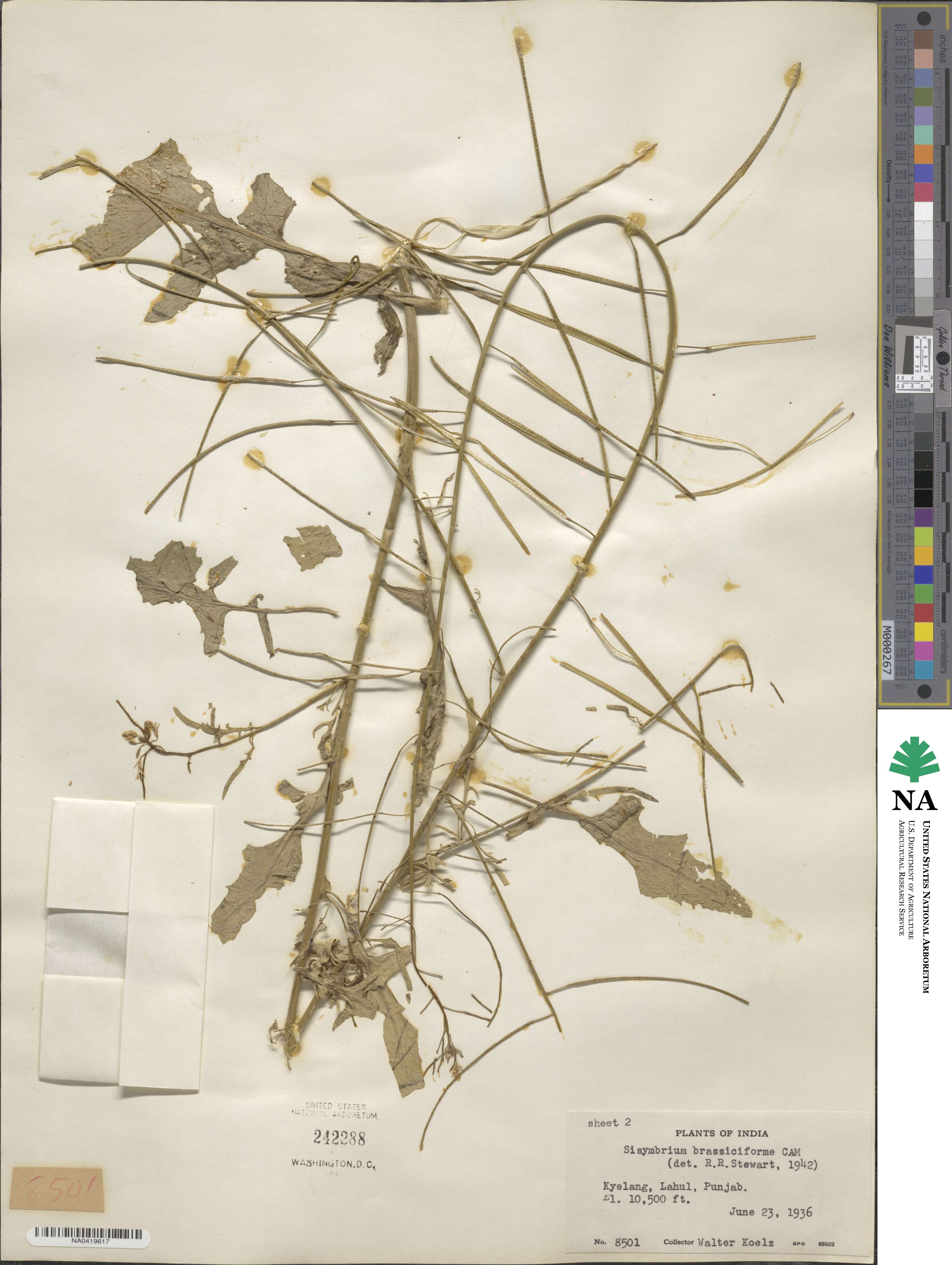 Sisymbrium brassiciforme image