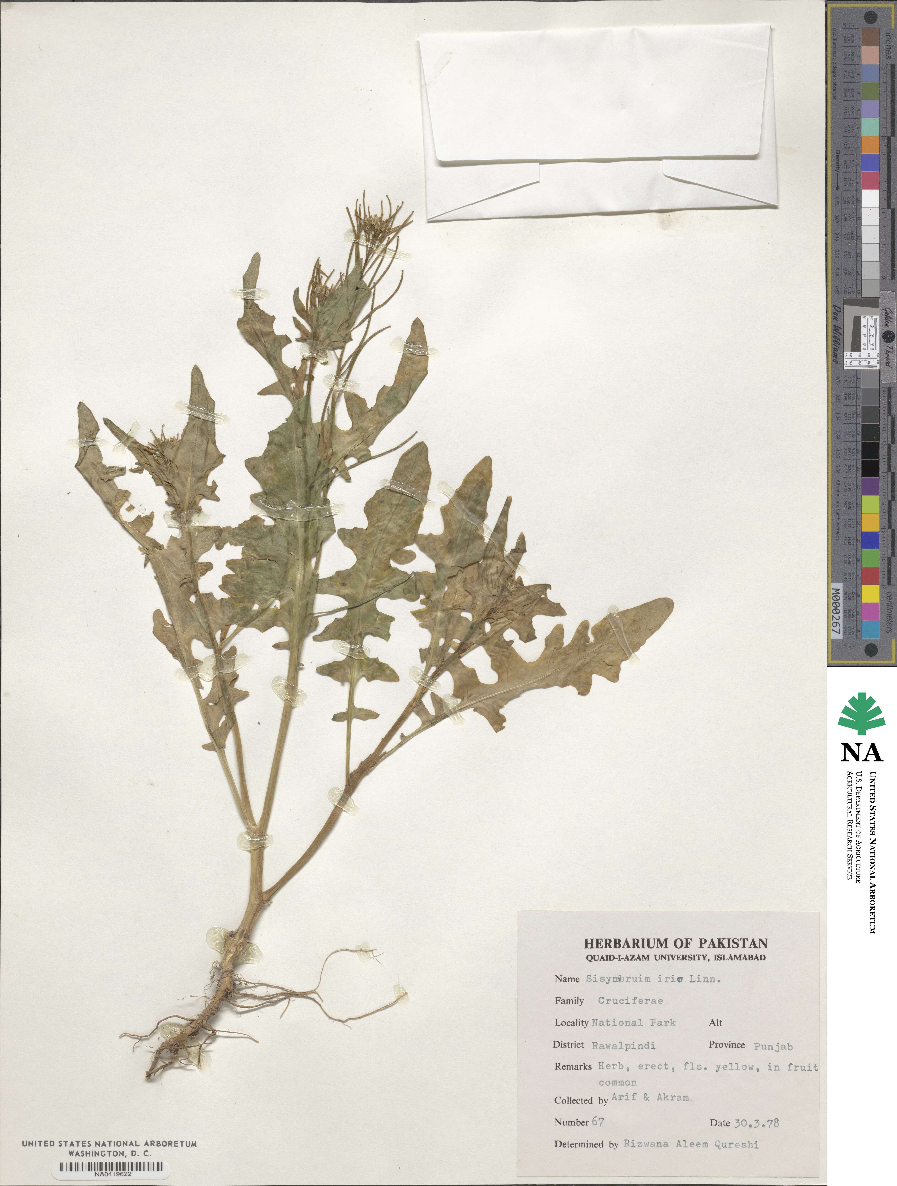 Sisymbrium irio image