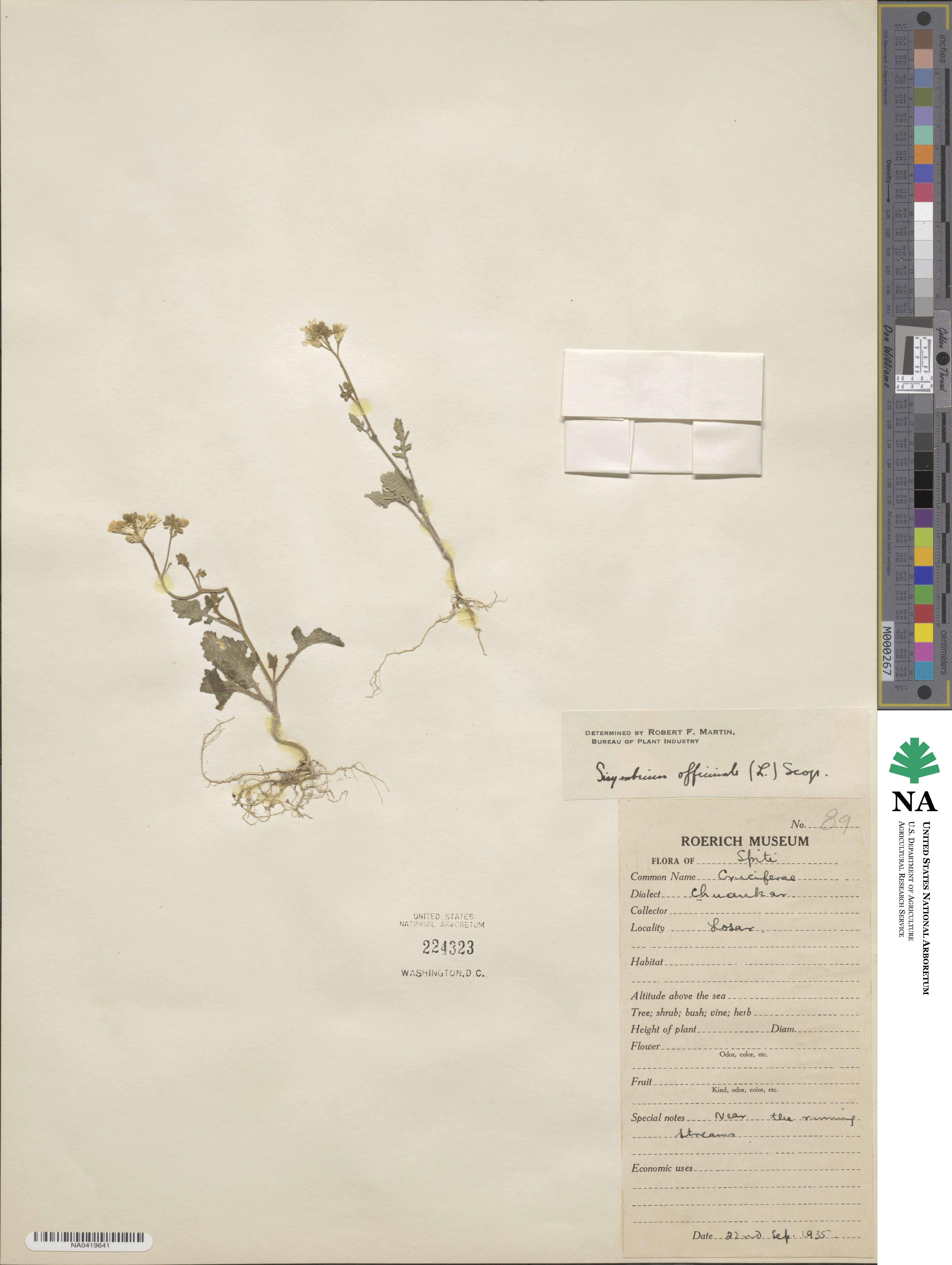 Sisymbrium officinale image