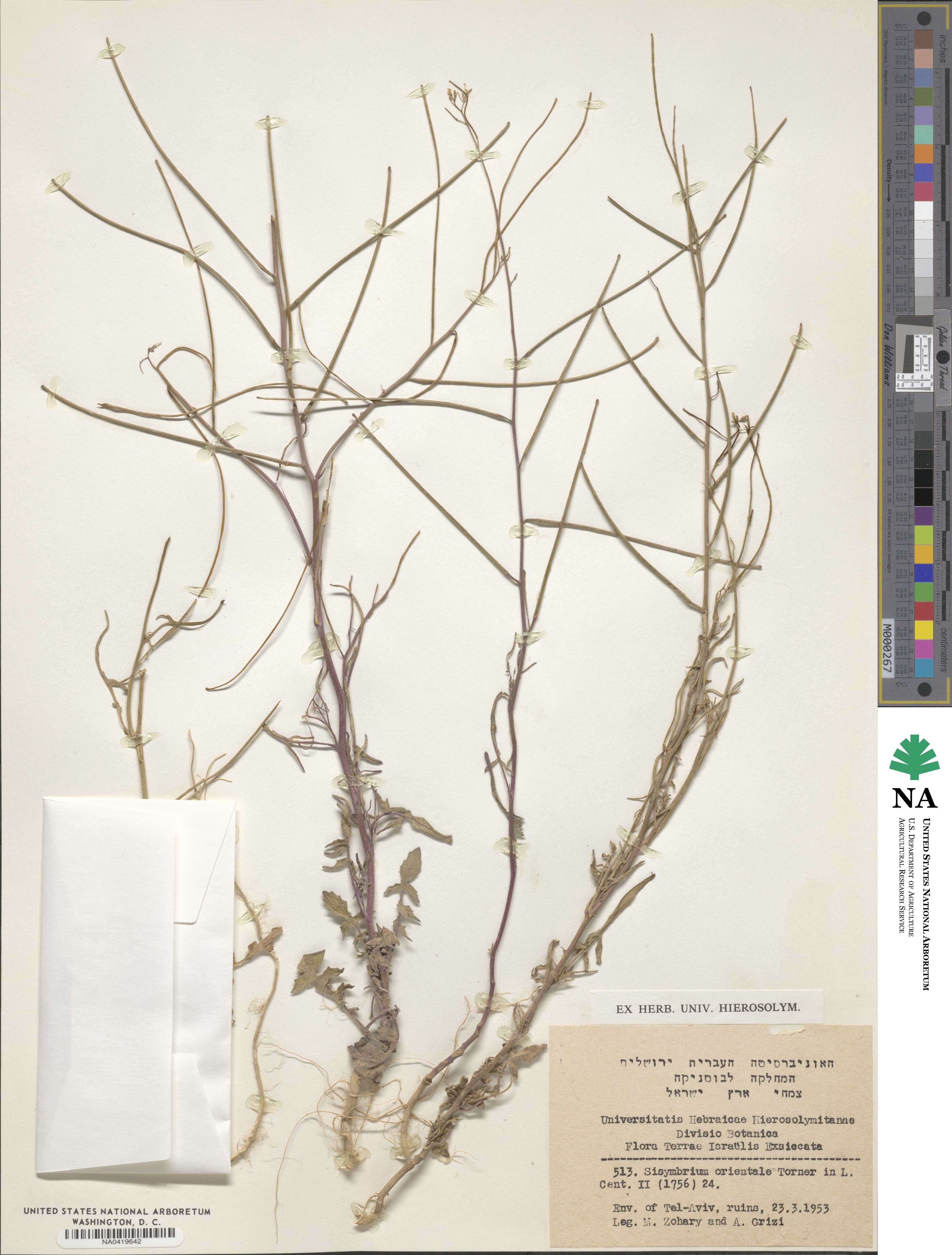 Sisymbrium orientale image
