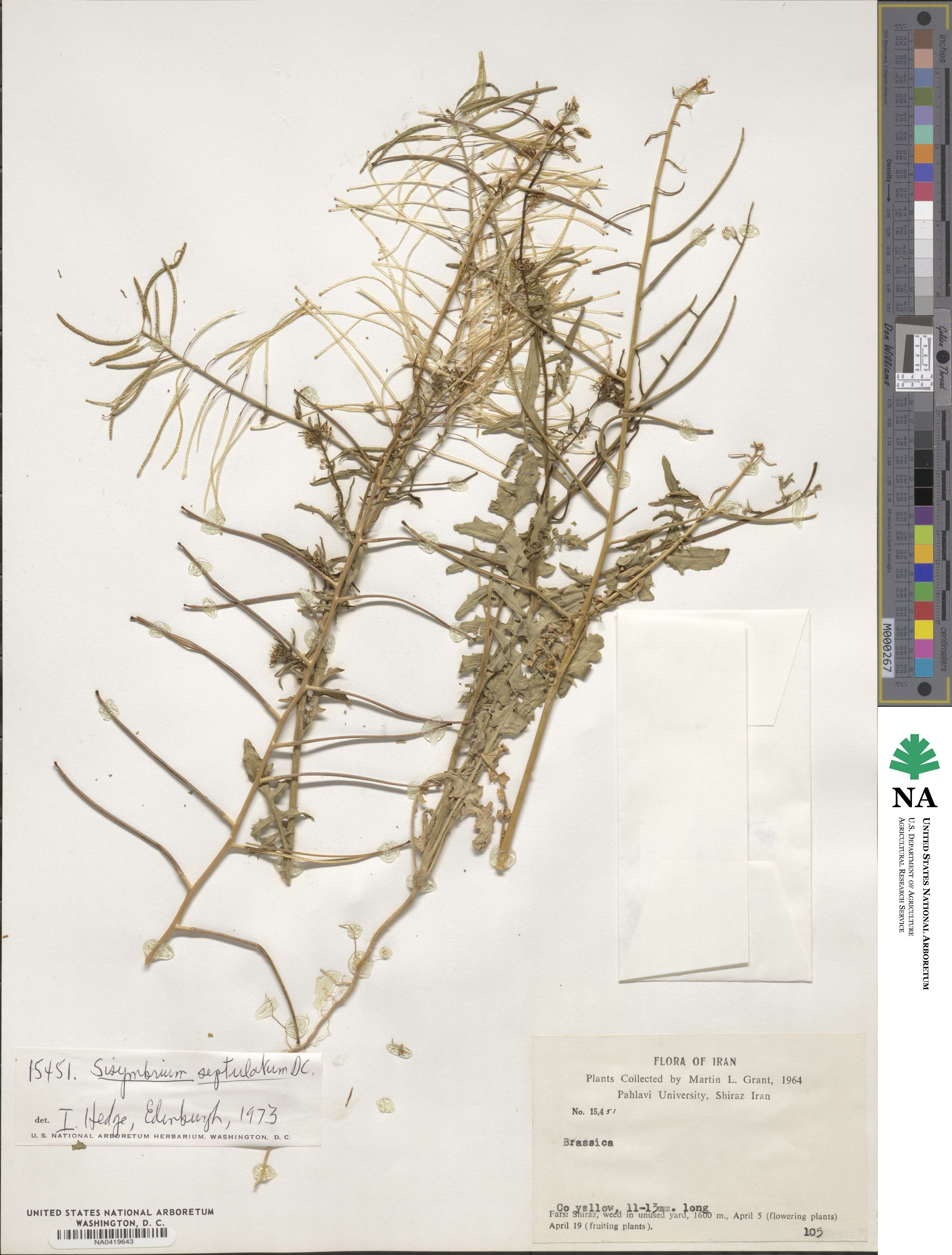 Sisymbrium septulatum image