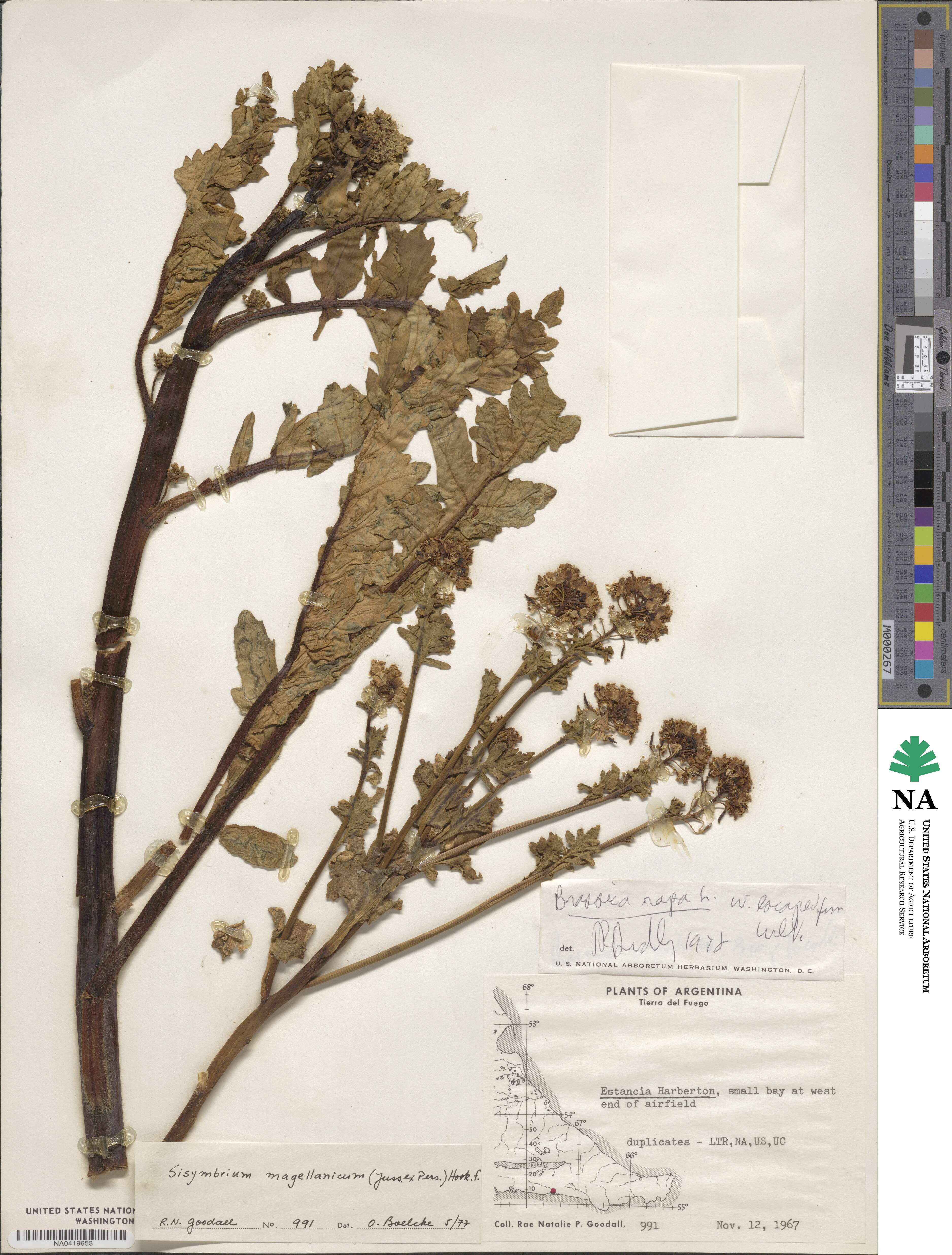 Polypsecadium magellanicum image