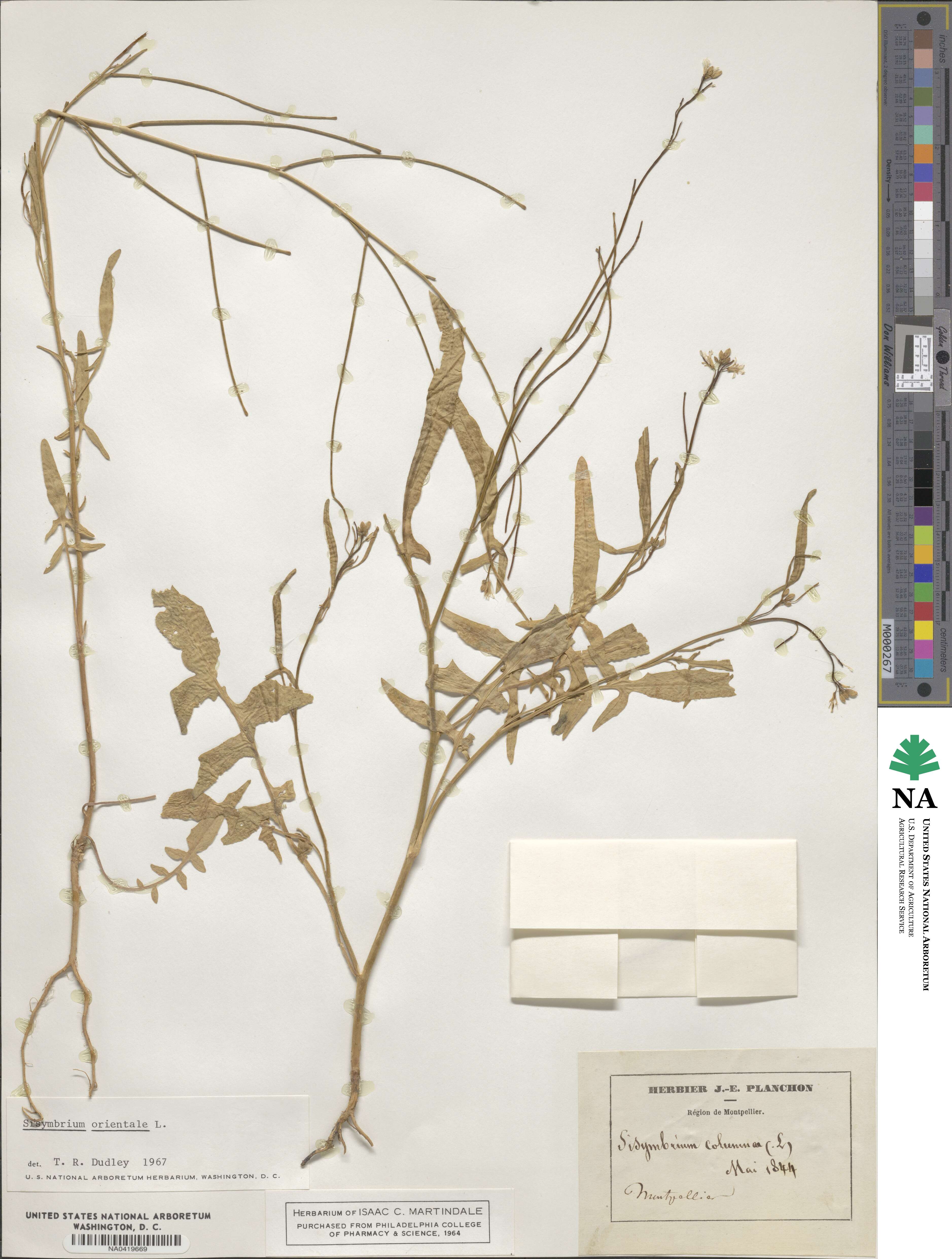Sisymbrium orientale image