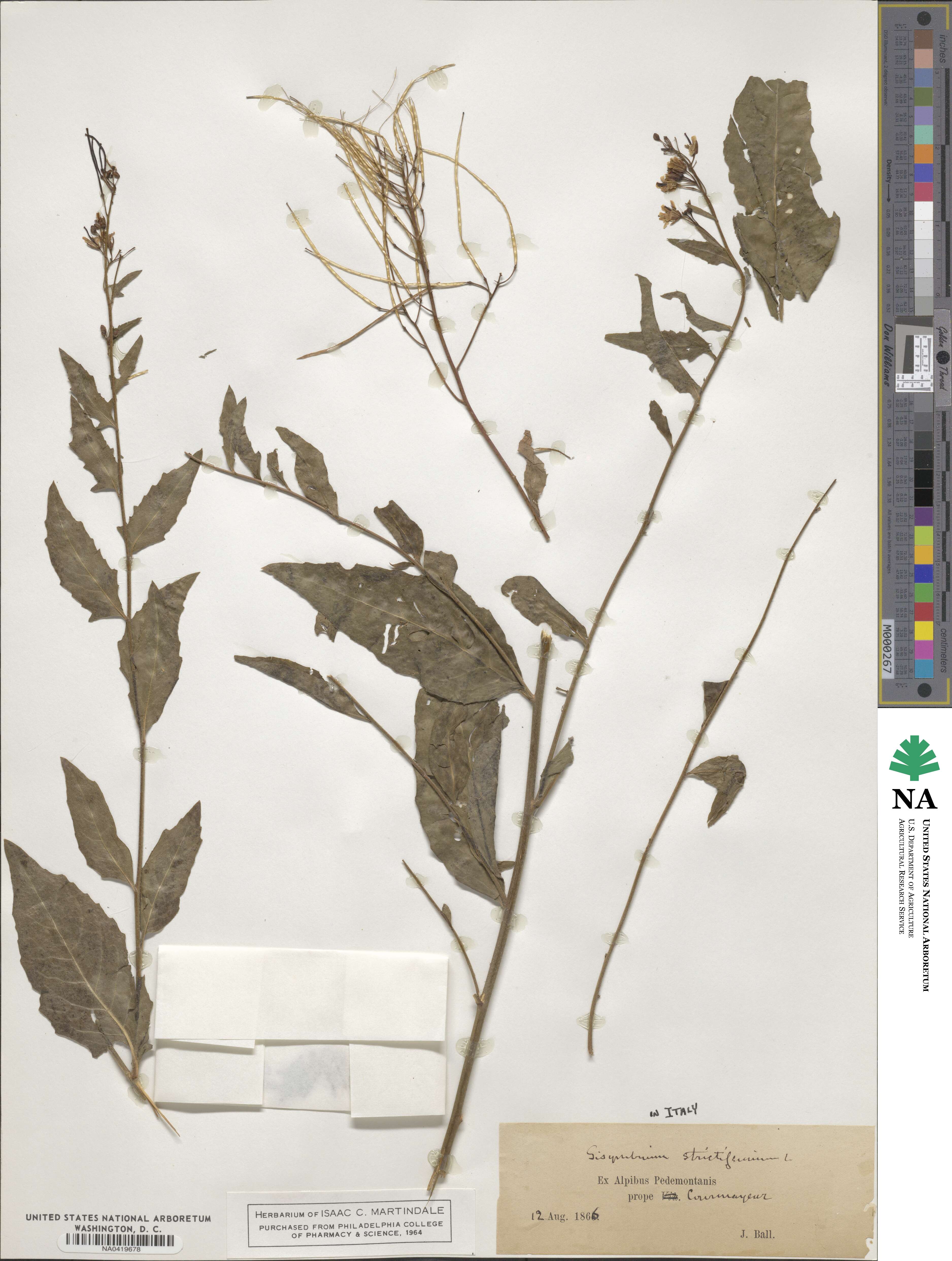 Sisymbrium strictissimum image