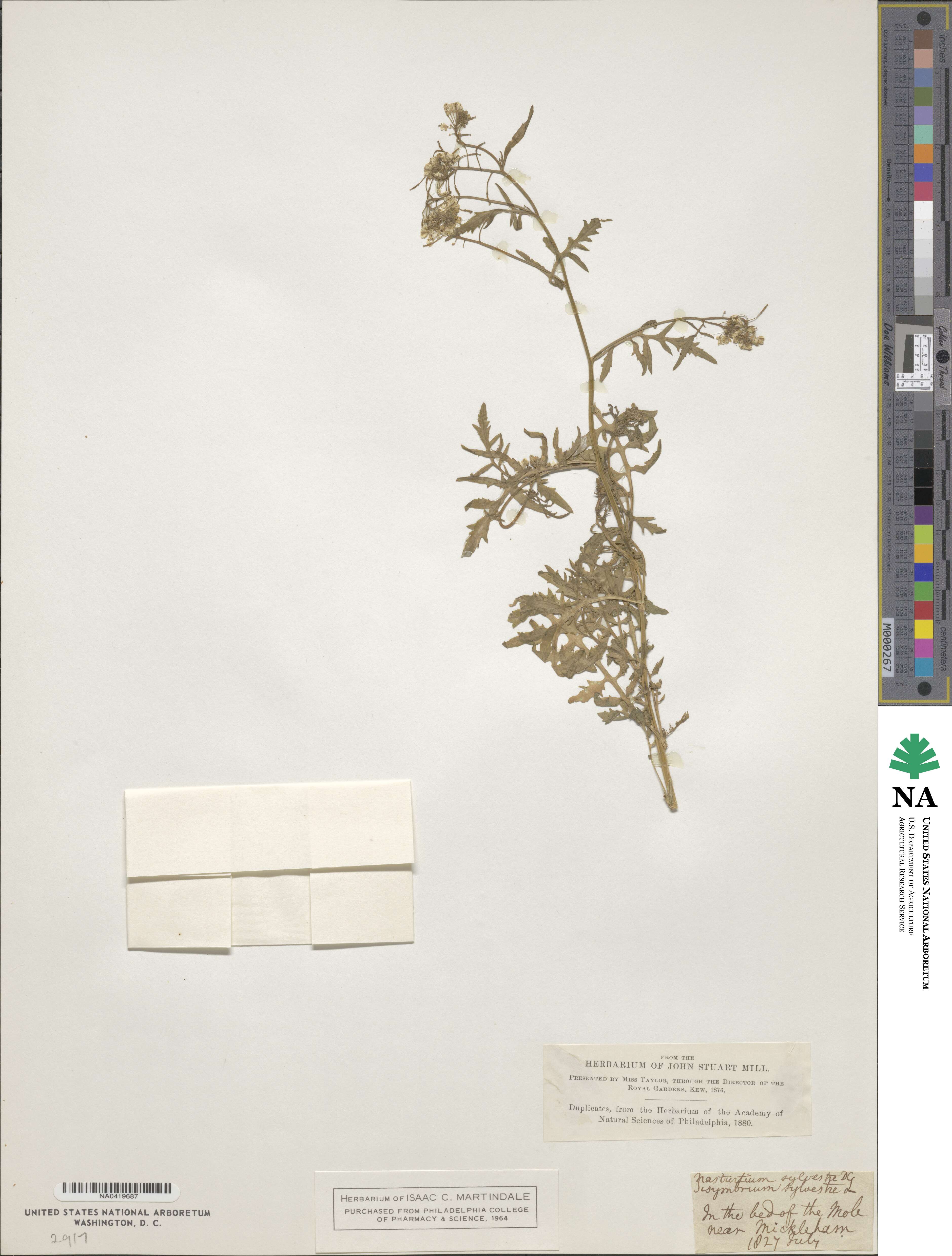 Rorippa sylvestris image