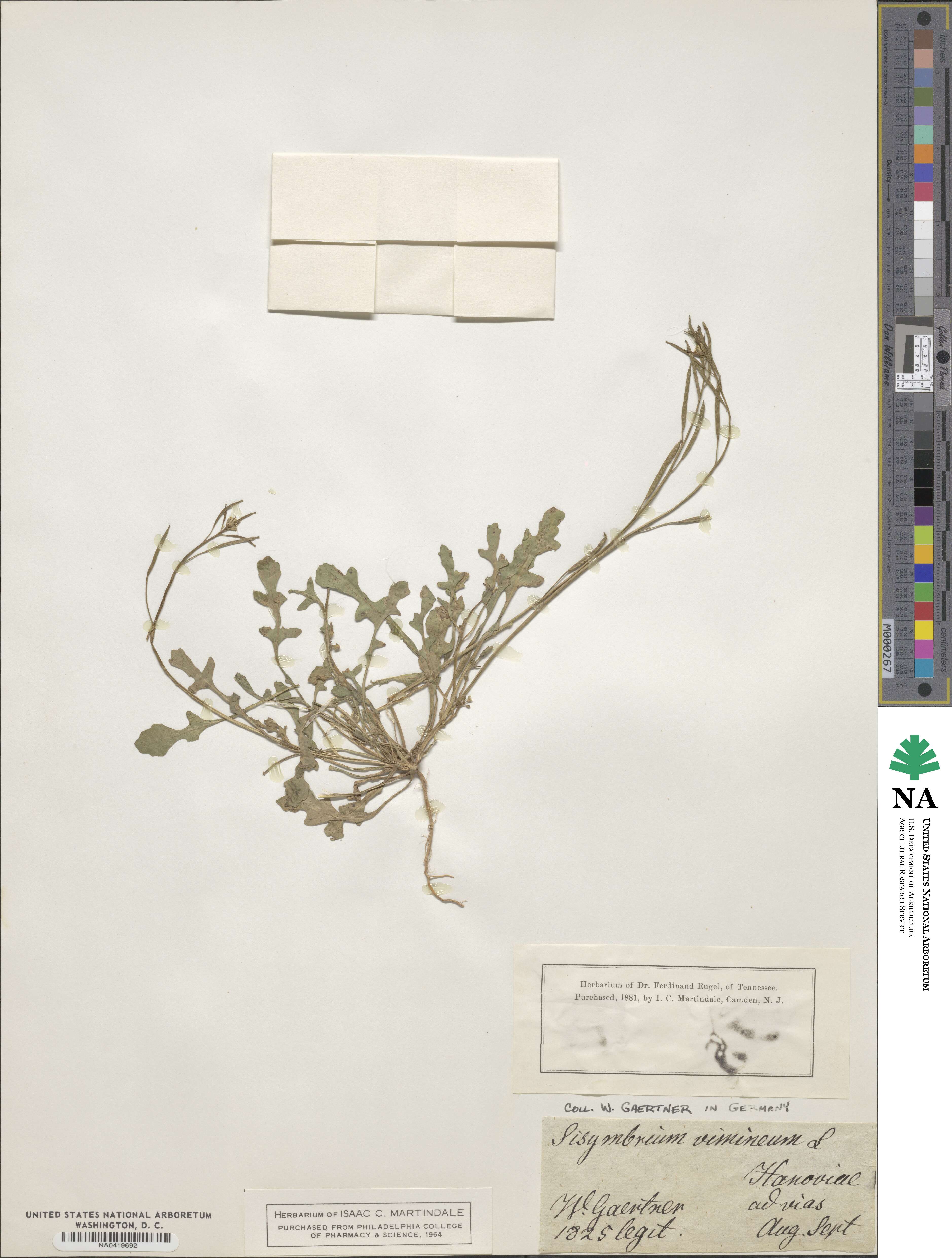 Sisymbrium vimineum image