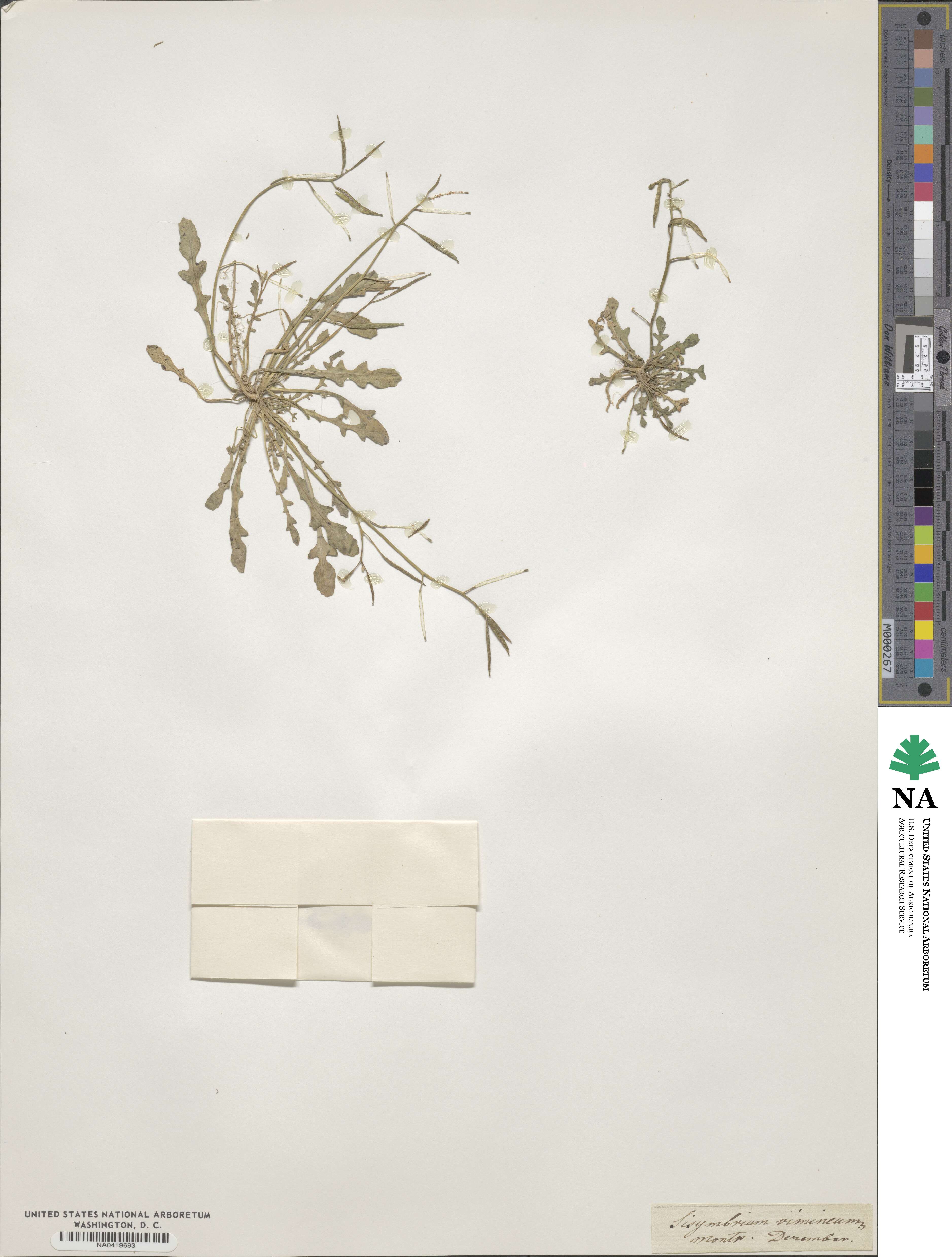 Sisymbrium vimineum image