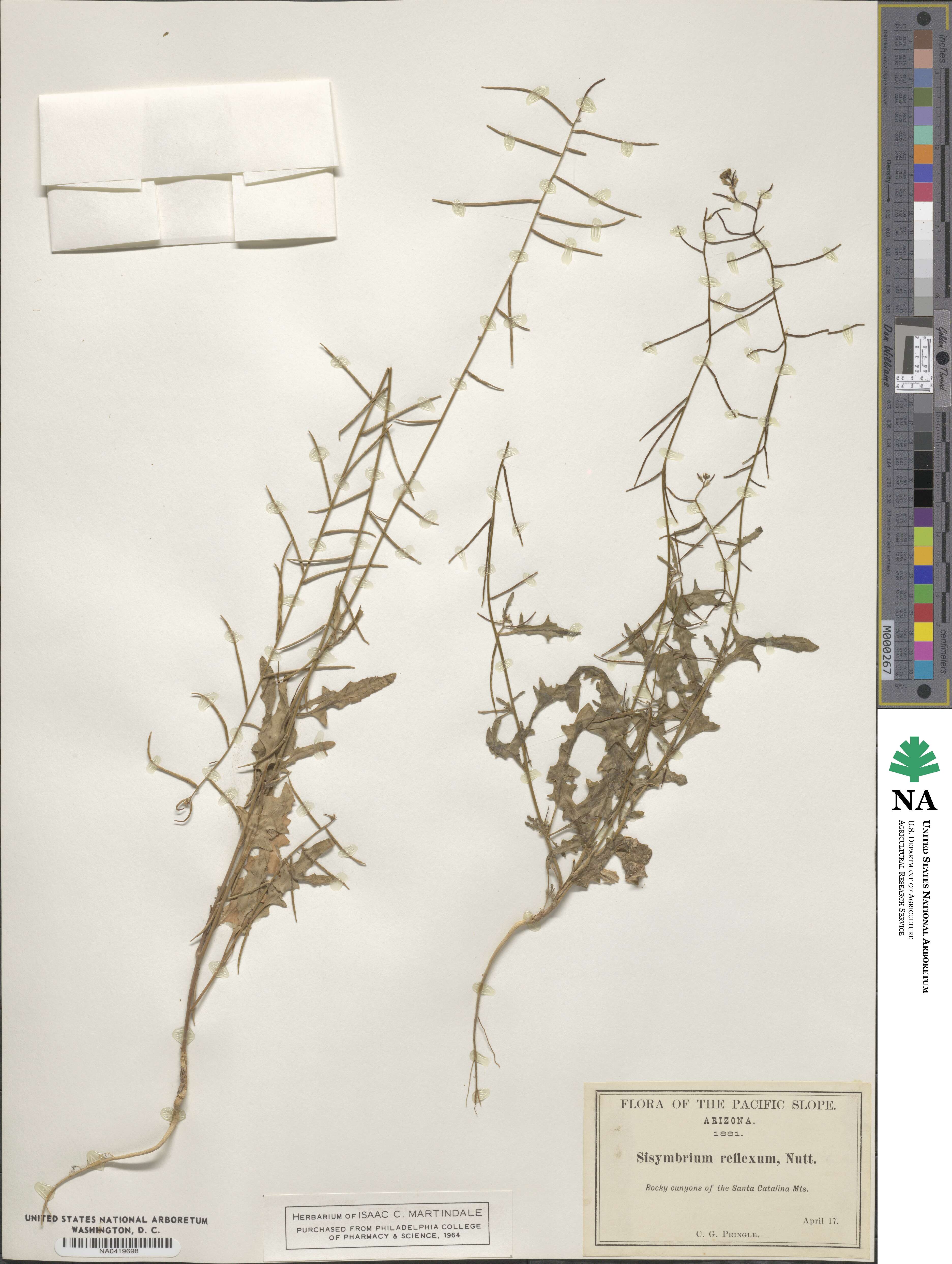 Streptanthus lasiophyllus image