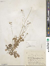 Dryopetalon auriculatum image