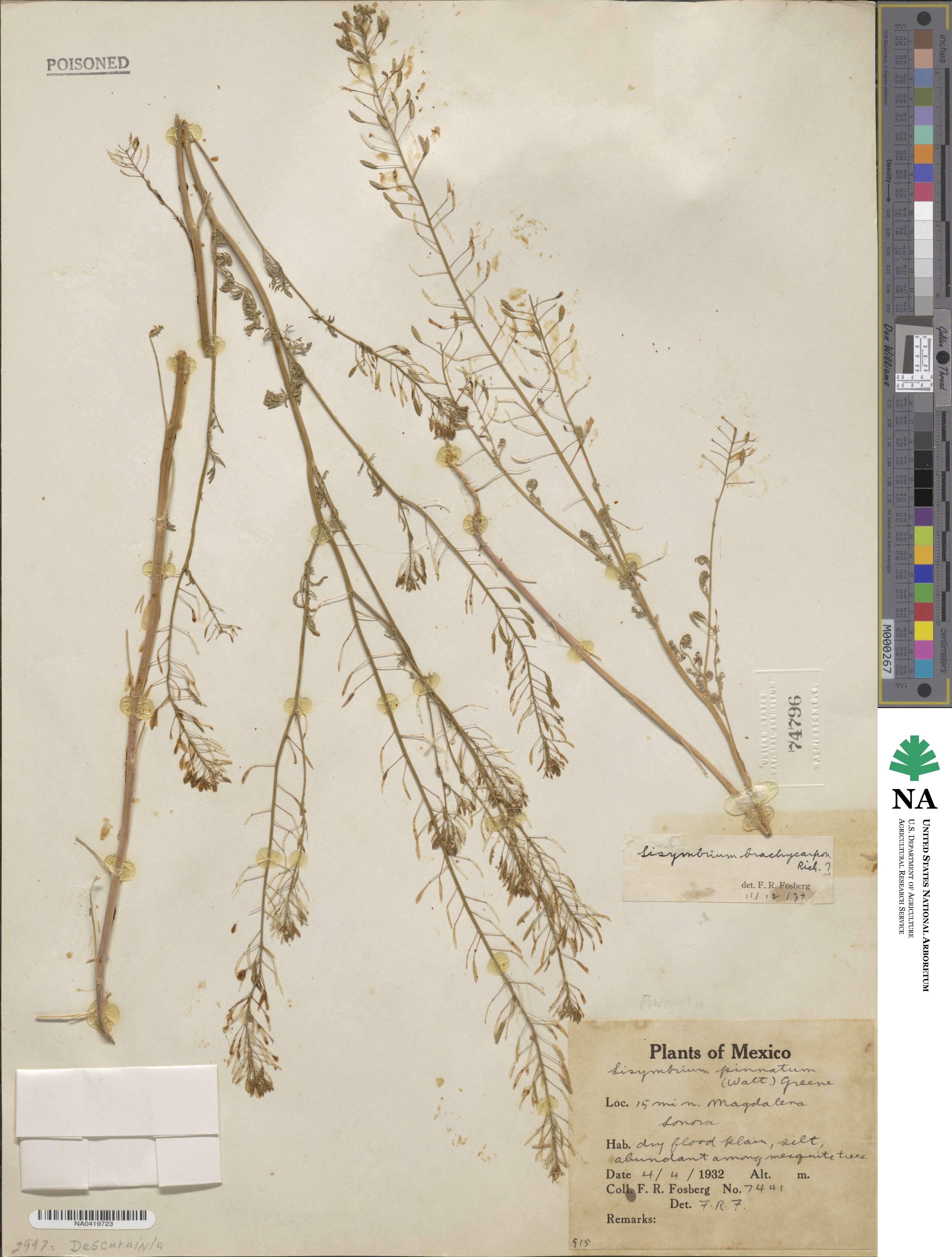 Sisymbrium brachycarpon image