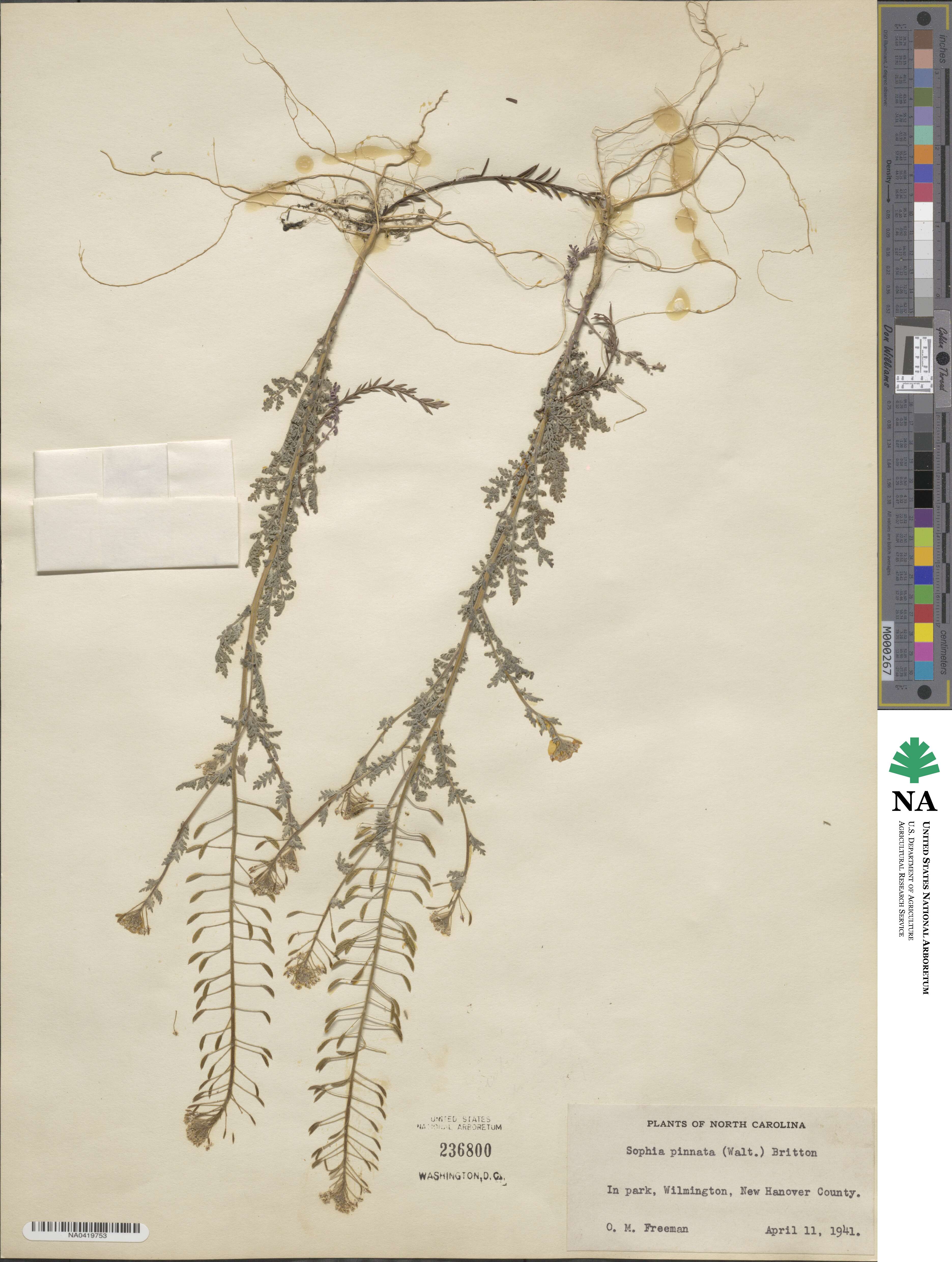 Sibara pinnata image