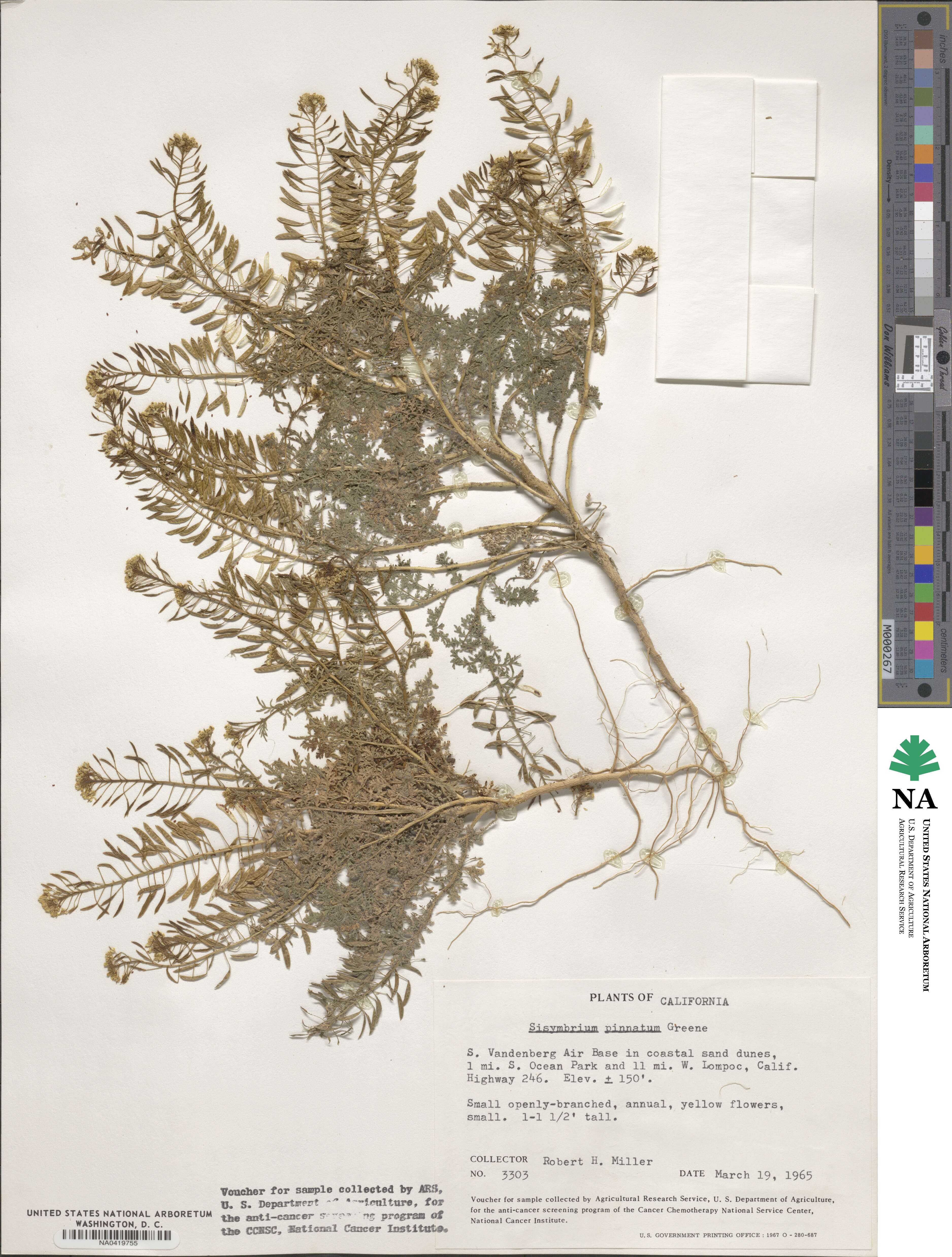 Sibara pinnata image
