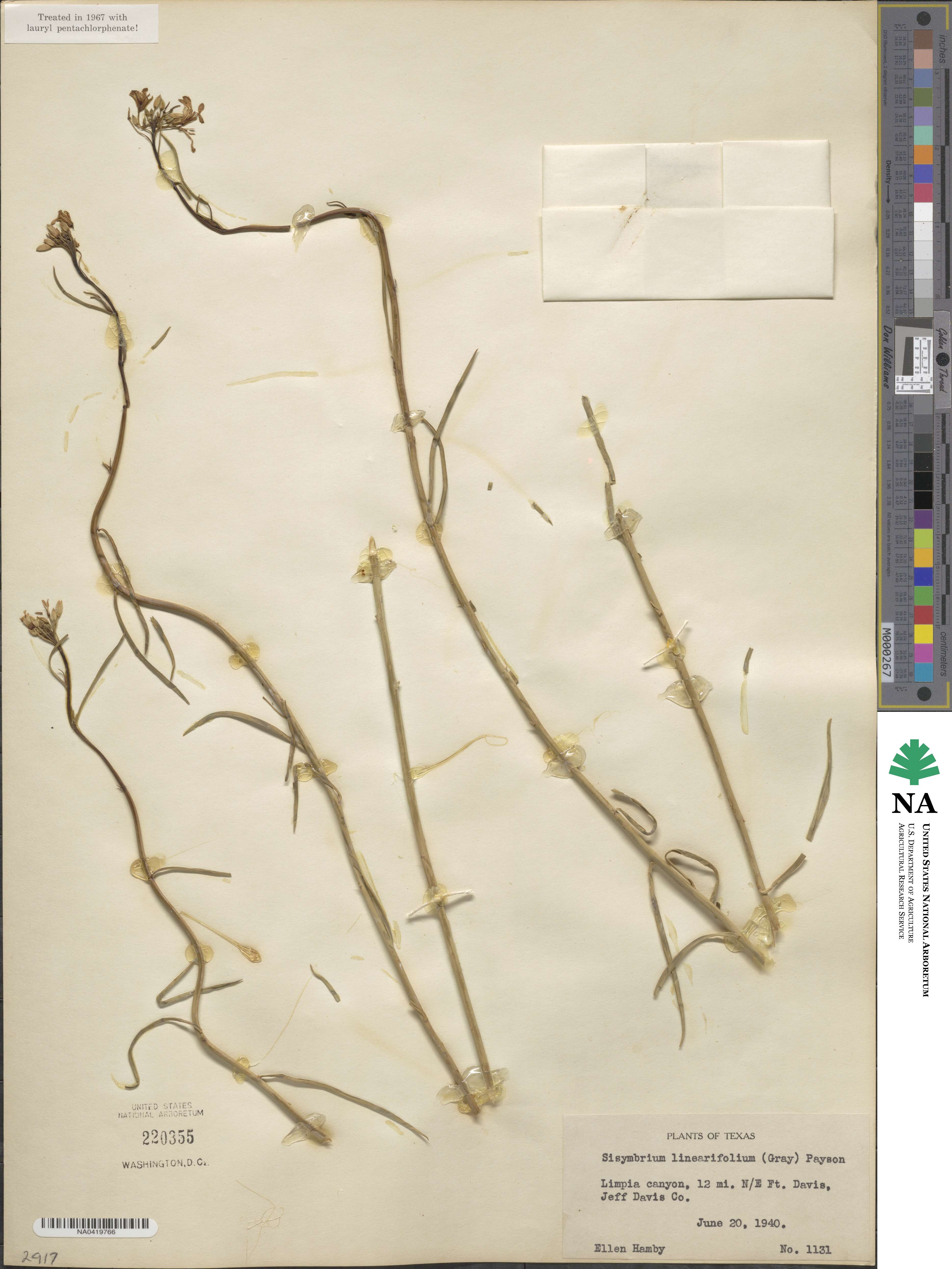 Hesperidanthus linearifolius image