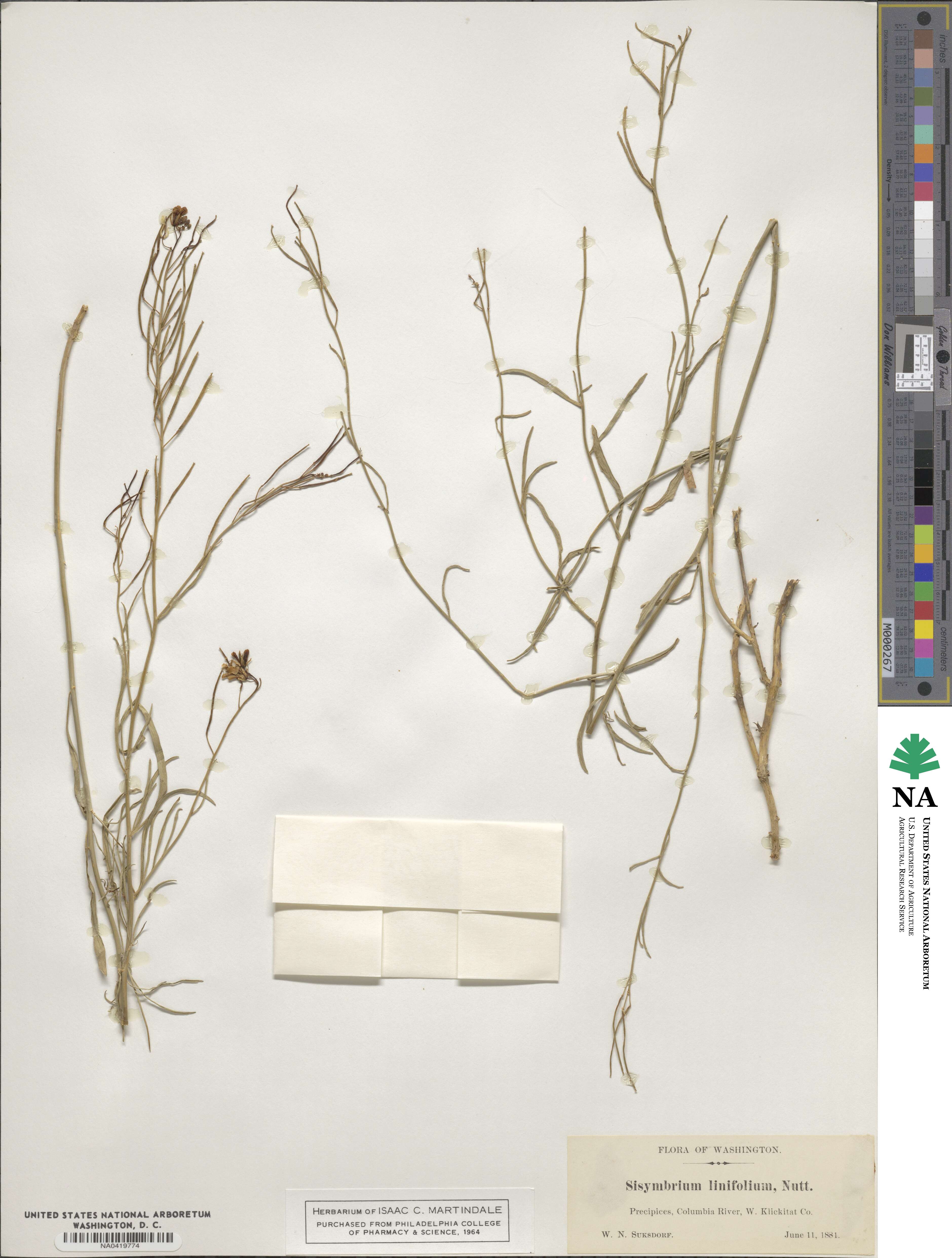 Sisymbrium linifolium image