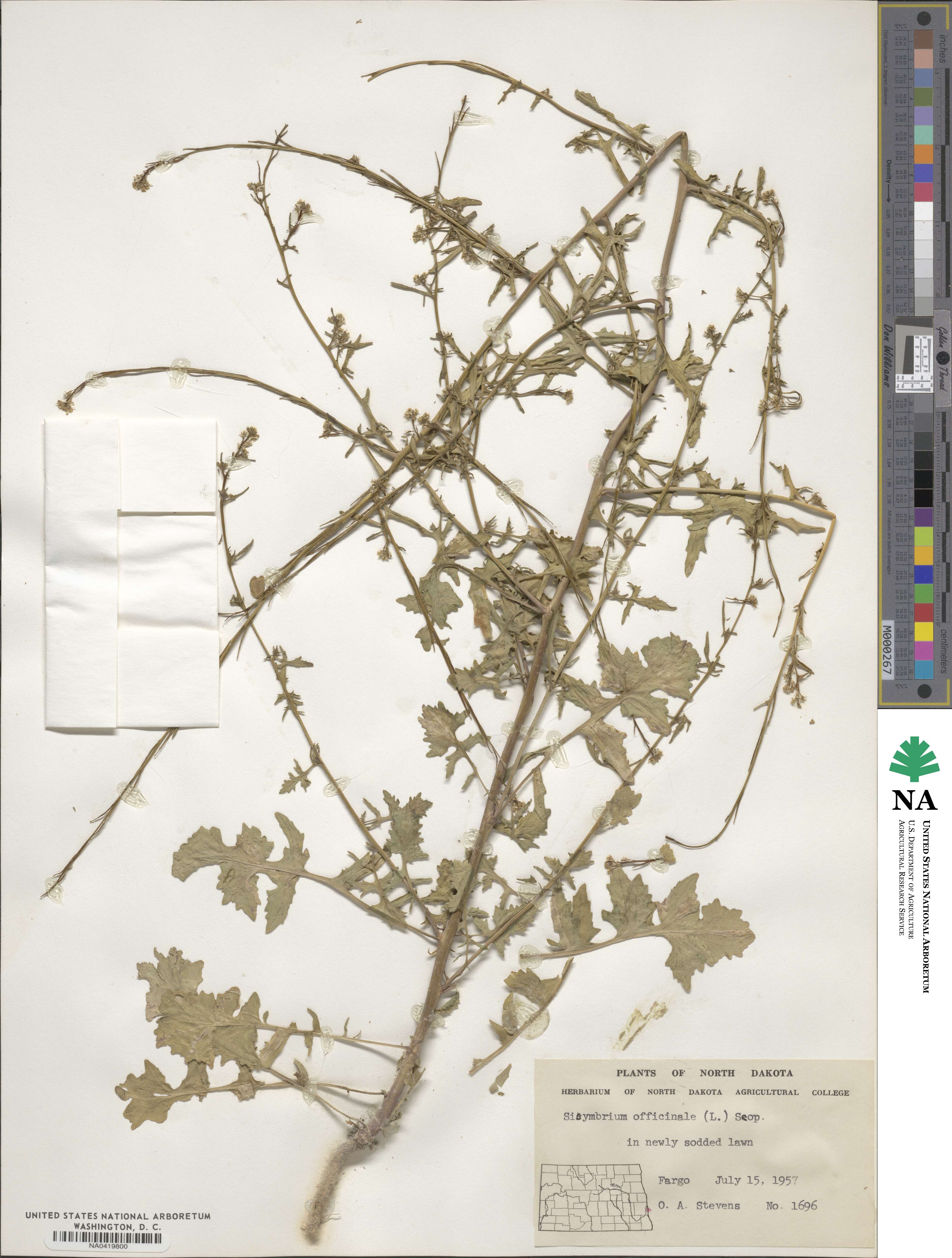 Sisymbrium officinale image